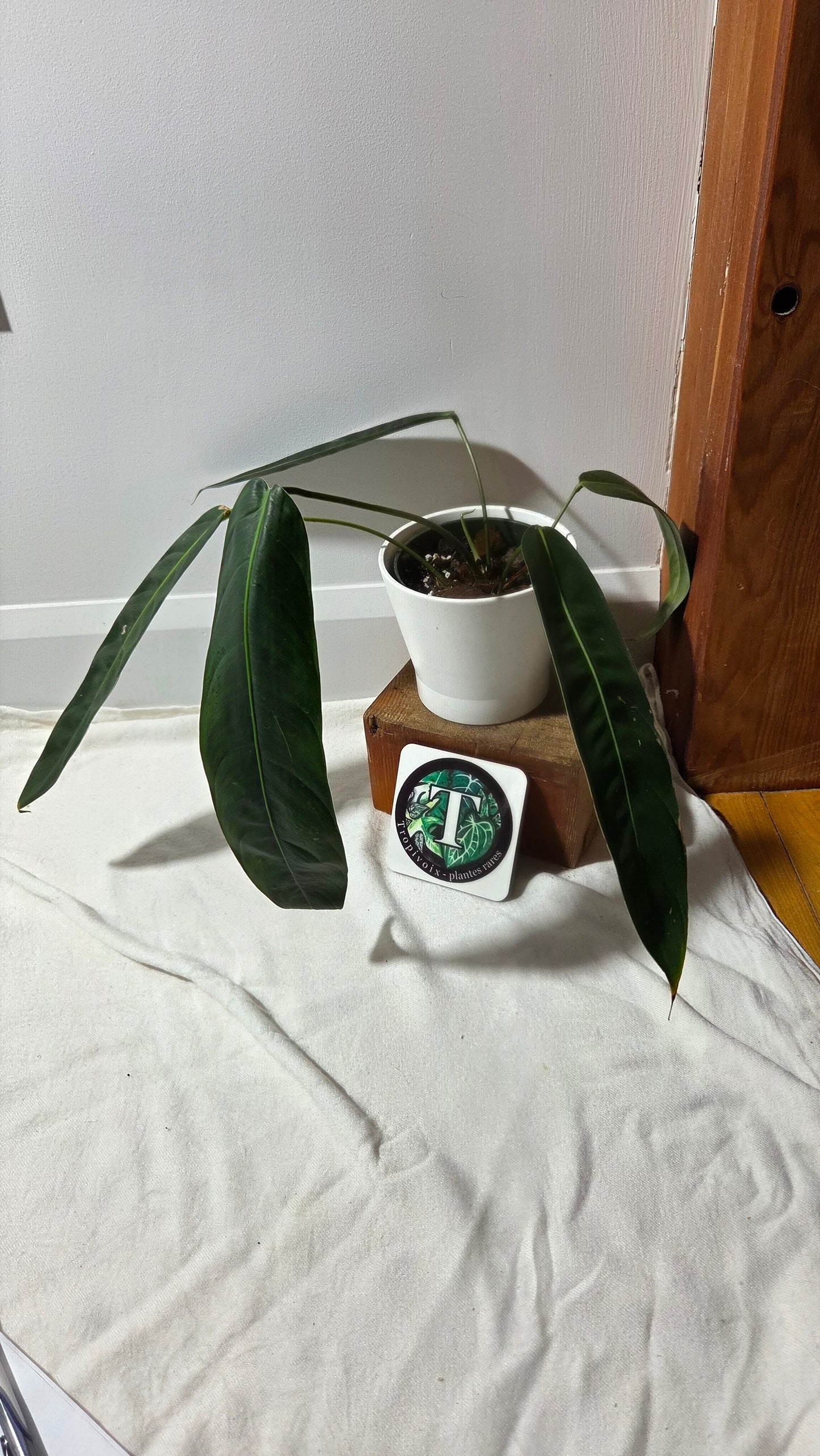Philodendron Patriciae Black (PHI-984)