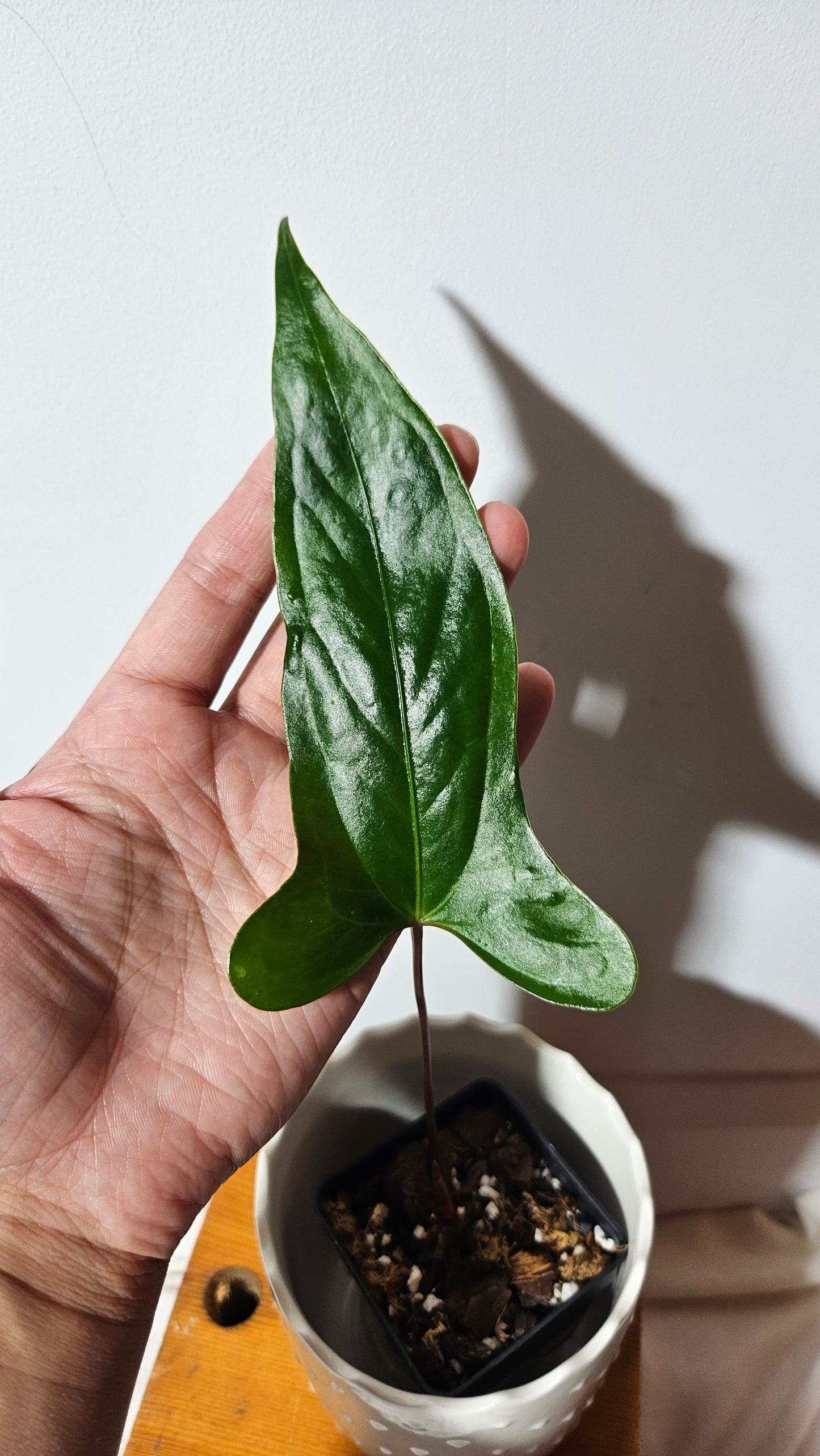 Anthurium  Pinkleyi "format PETIT" (ANT-160)