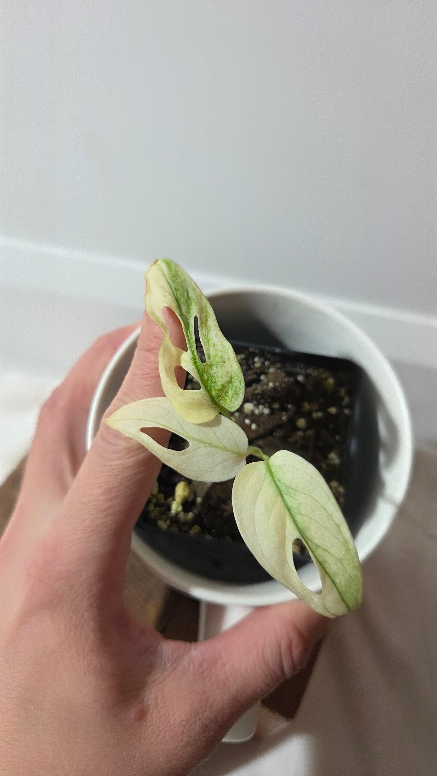 Monstera Andasonii Archipelago Ghost (MON-377)