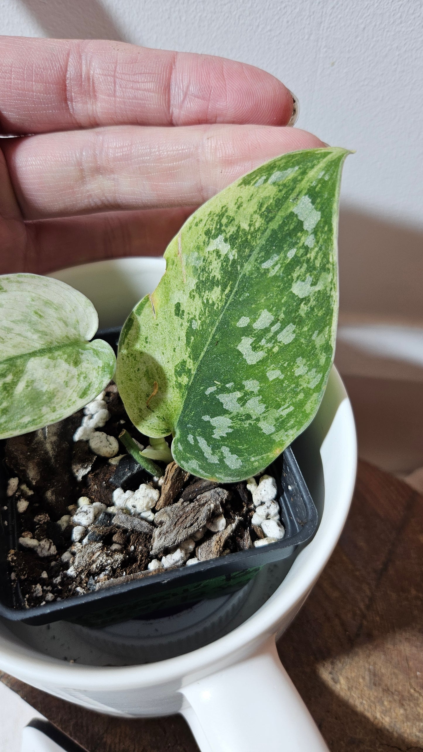 Scindapsus Argyraeus Permata (SCI-1346)