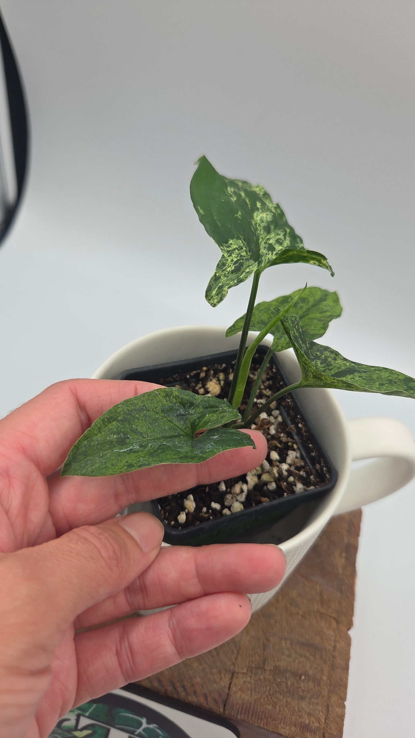 Syngonium Mojito (SYN-517)