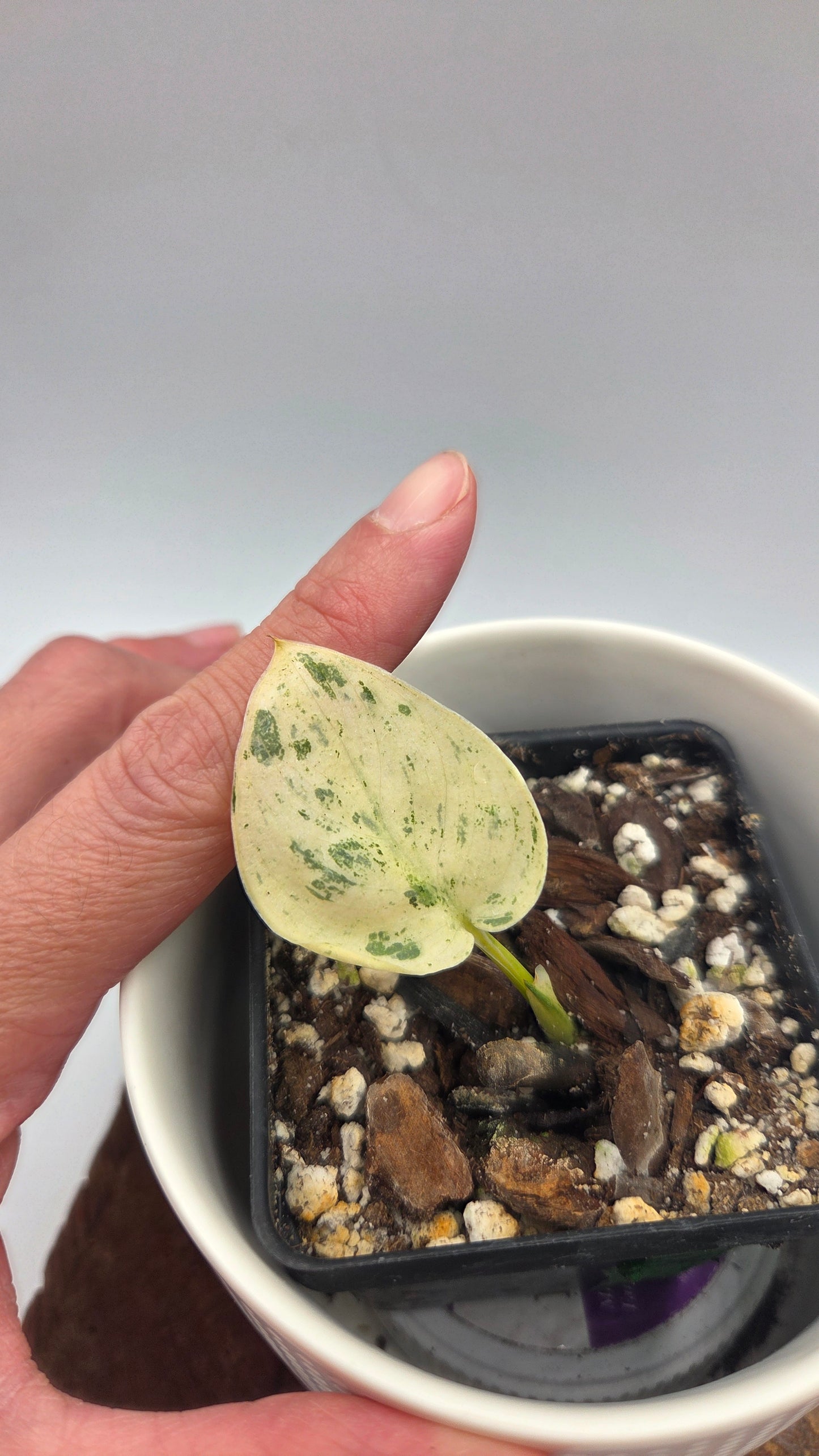 Scindapsus Blue Splash Variegata (SCI-1490)