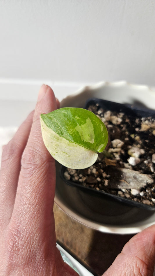 Scindapsus Silver Splash Variegata (SCI-926)