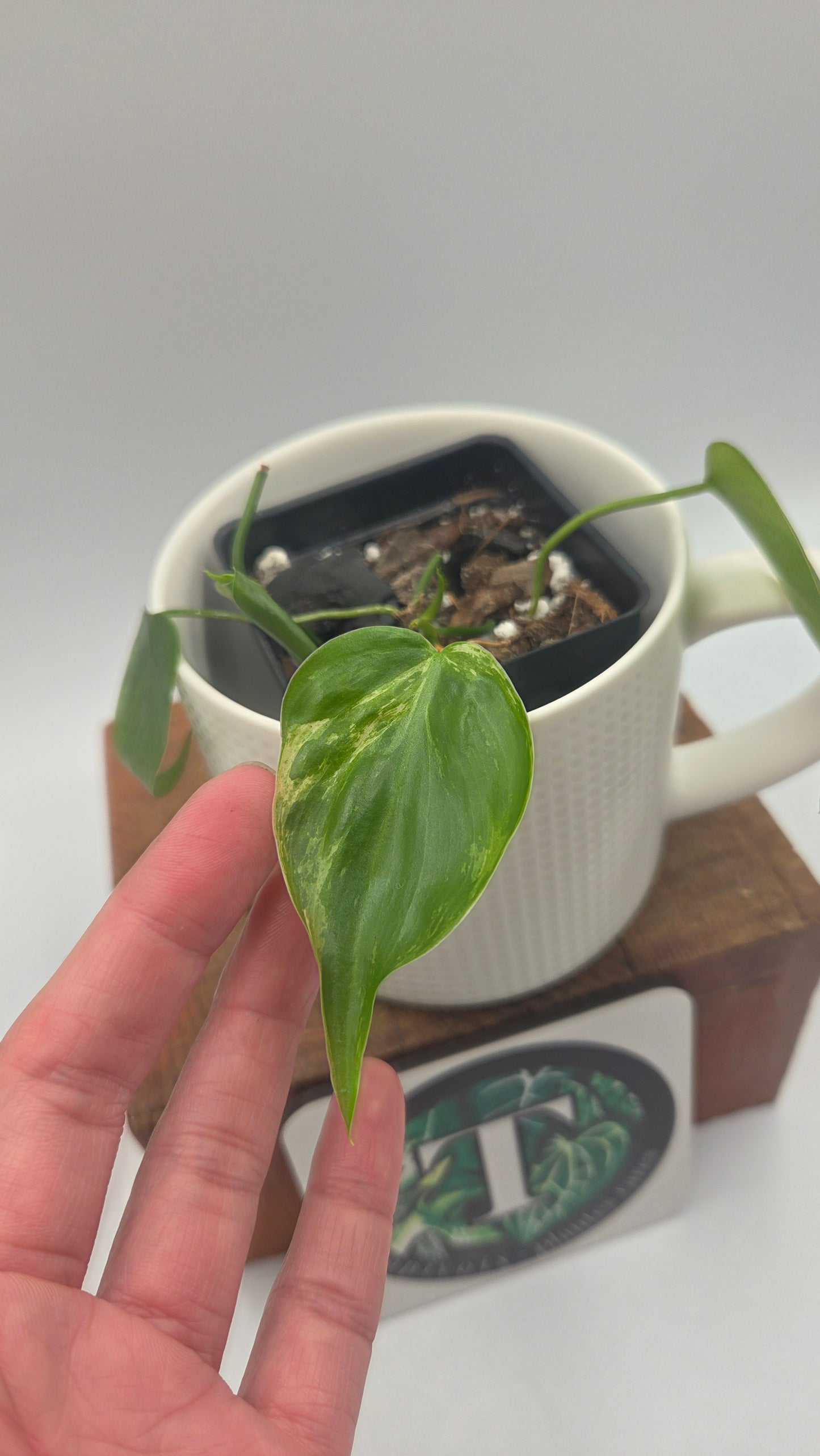 Philodendron Hederaceum Variegata (PHI-1064)
