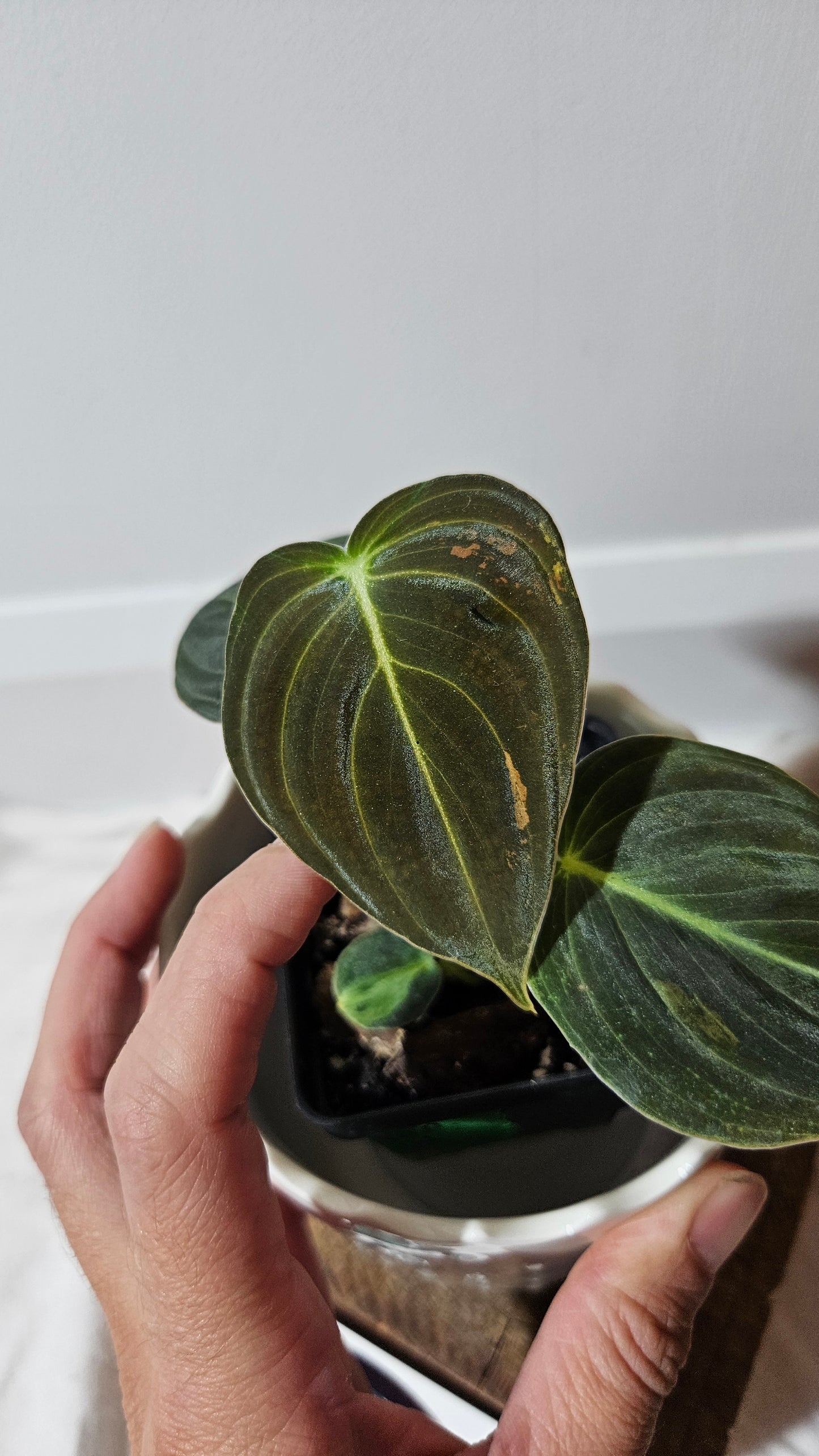 Philodendron Melanochrysum Variegata (PHI-552)