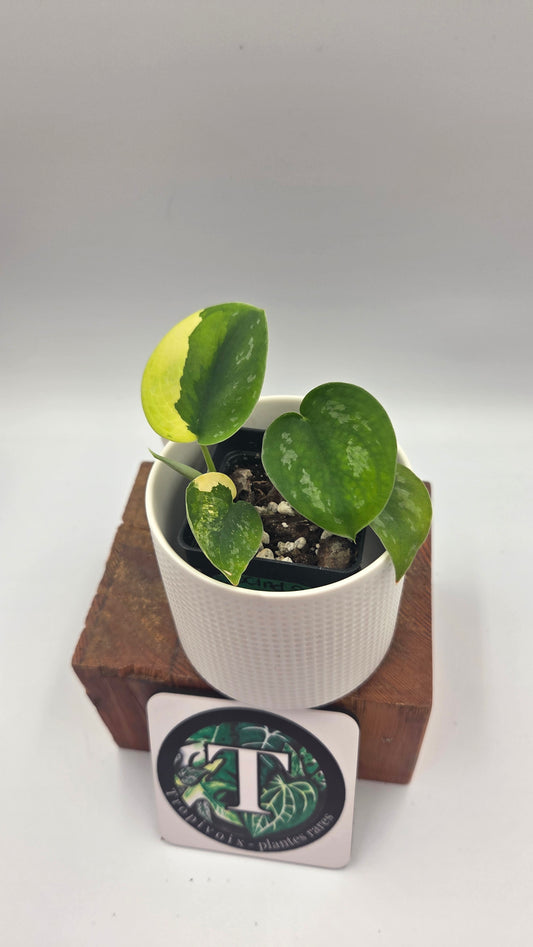 Scindapsus Swarnabhumi  (SCI-1082)