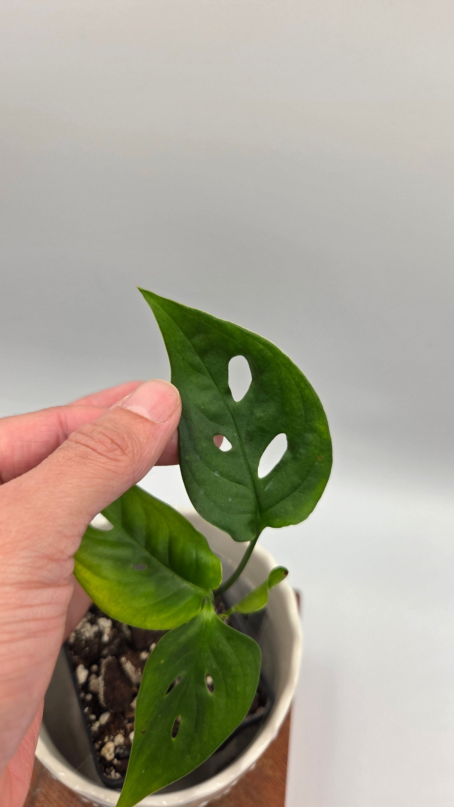 Monstera Obliqua Aff Tamarindo (MON-553)