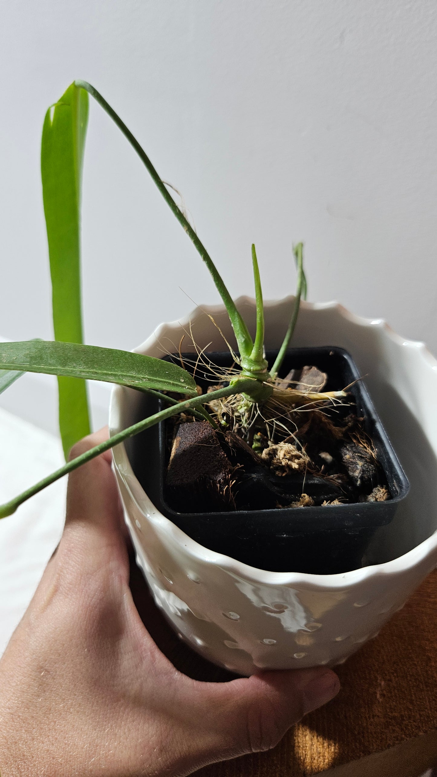 Anthurium Pallidiflorum "format MOYEN/LARGE"(ANT-600)