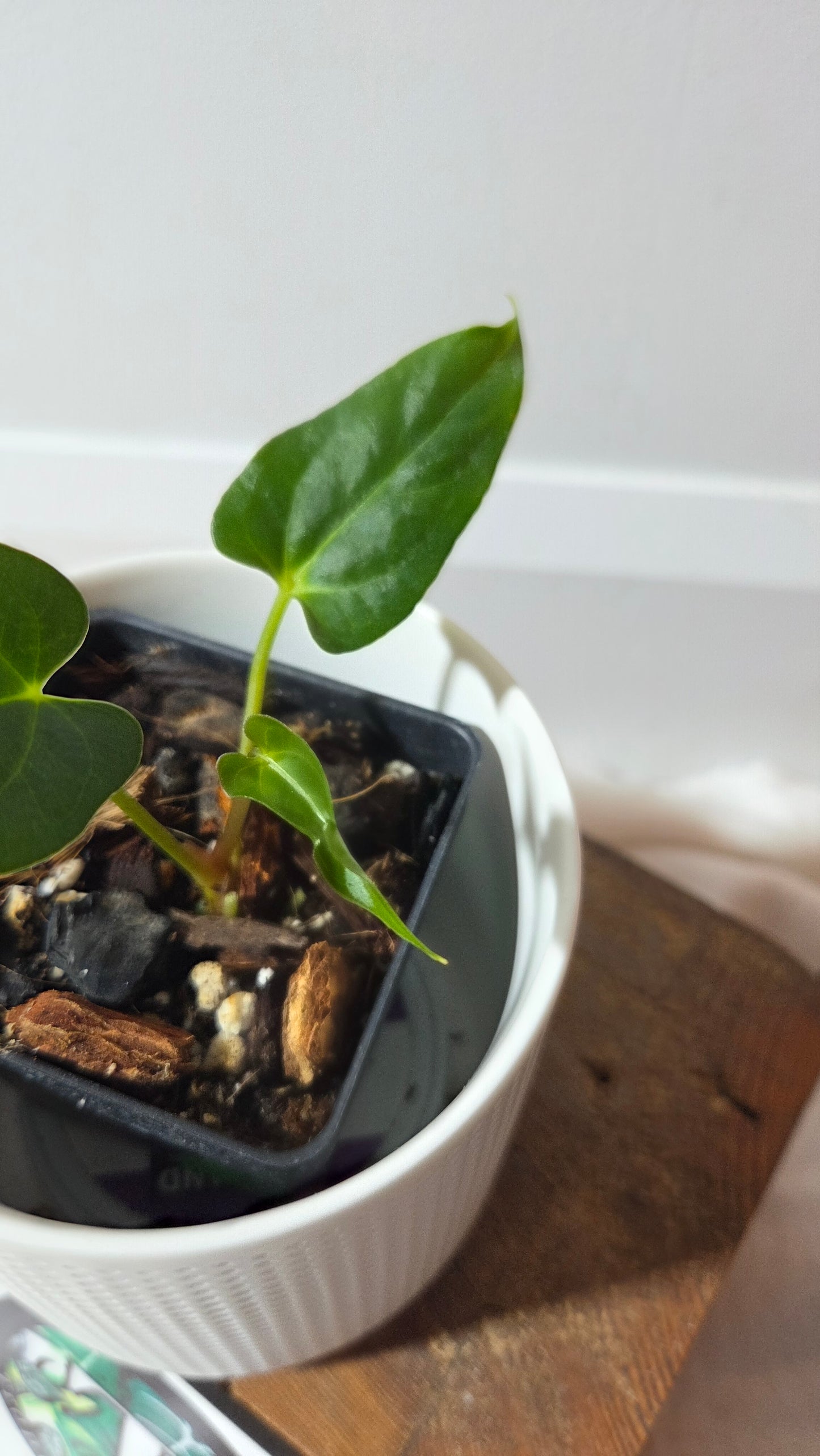 Anthurium Xone × Getafix "format PETIT" (ANT-652)