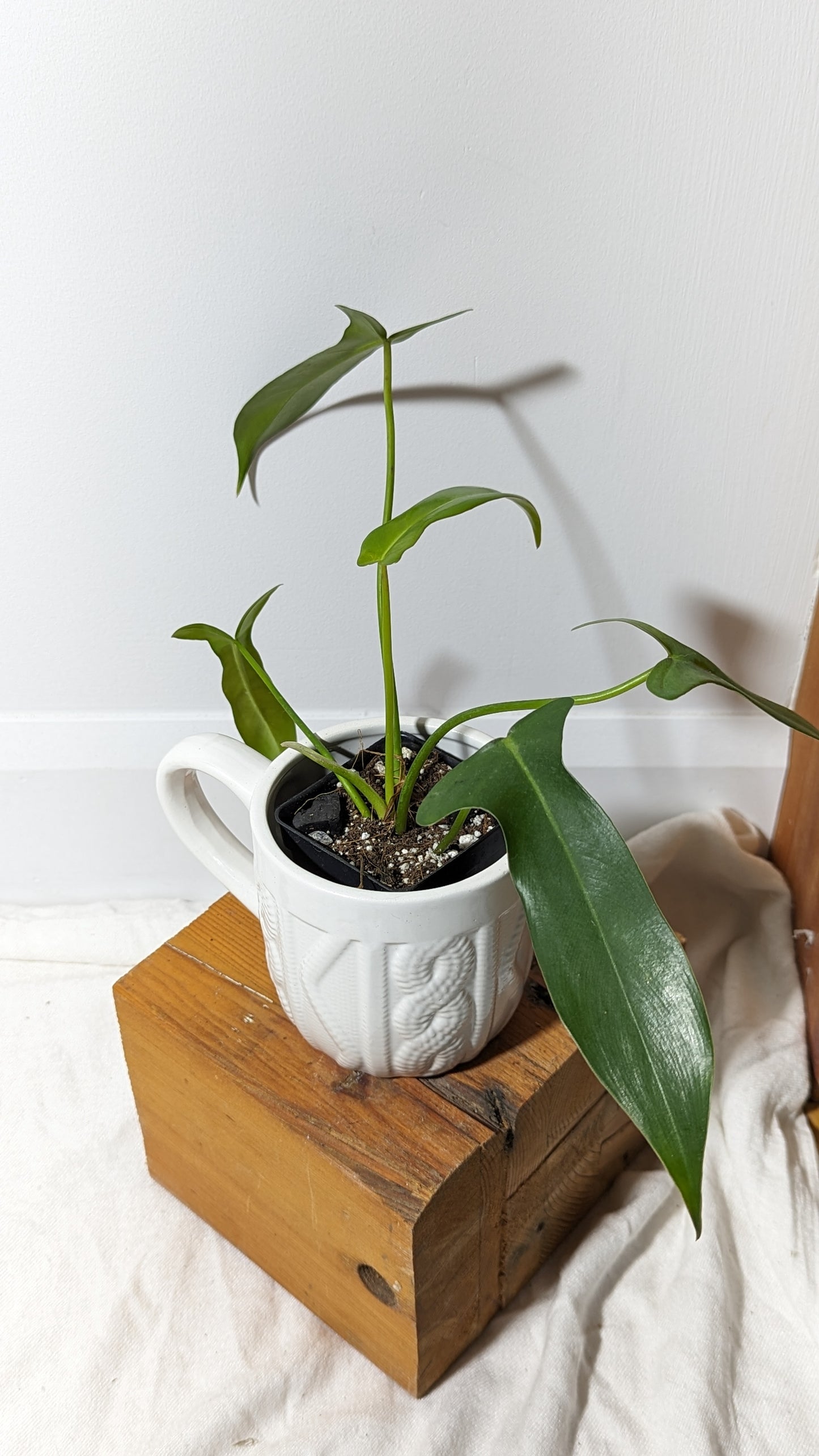 Philodendron Longilobatum (PHI-341)