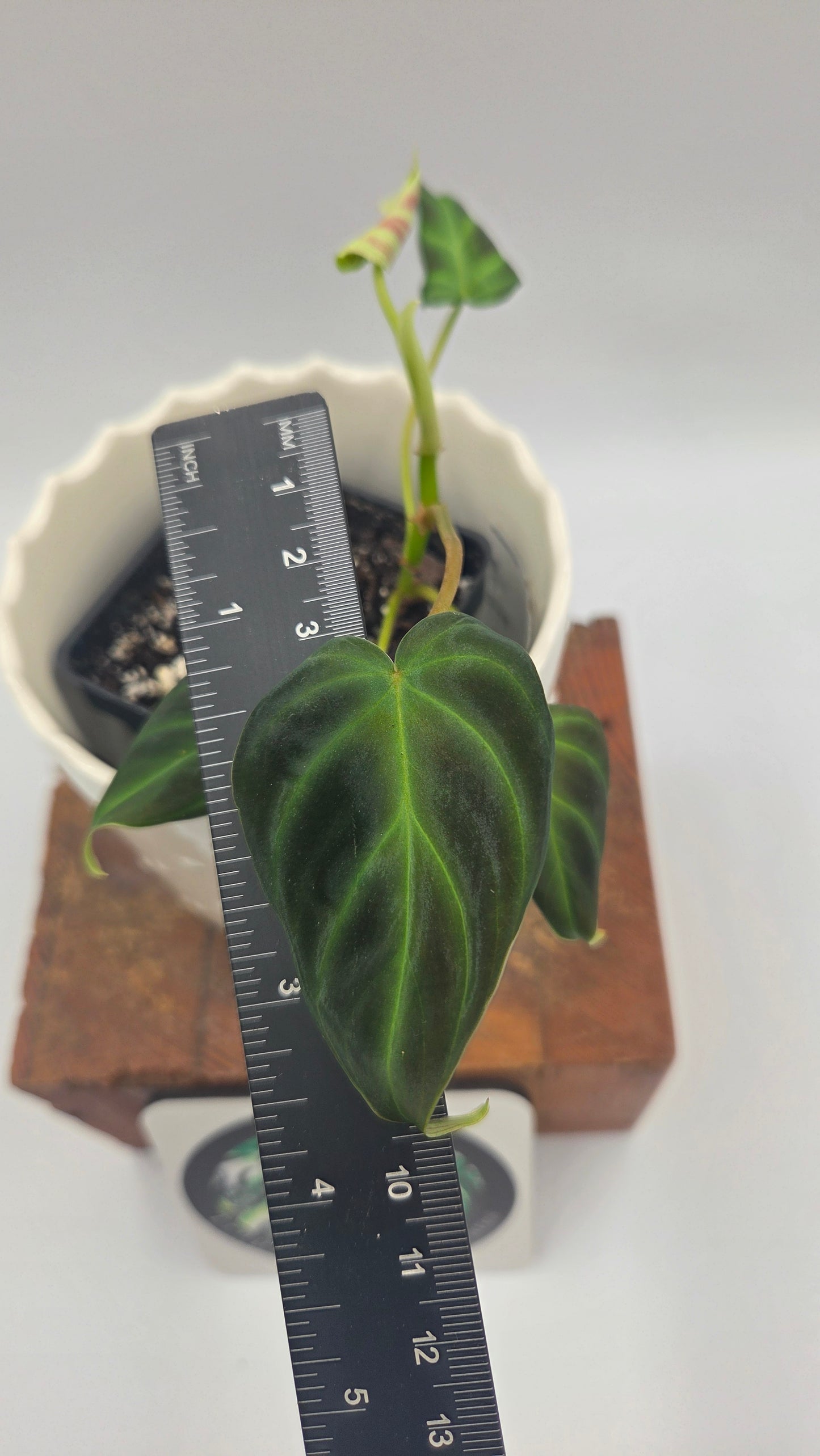 Philodendron Verrucosum Glow (PHI-1033)