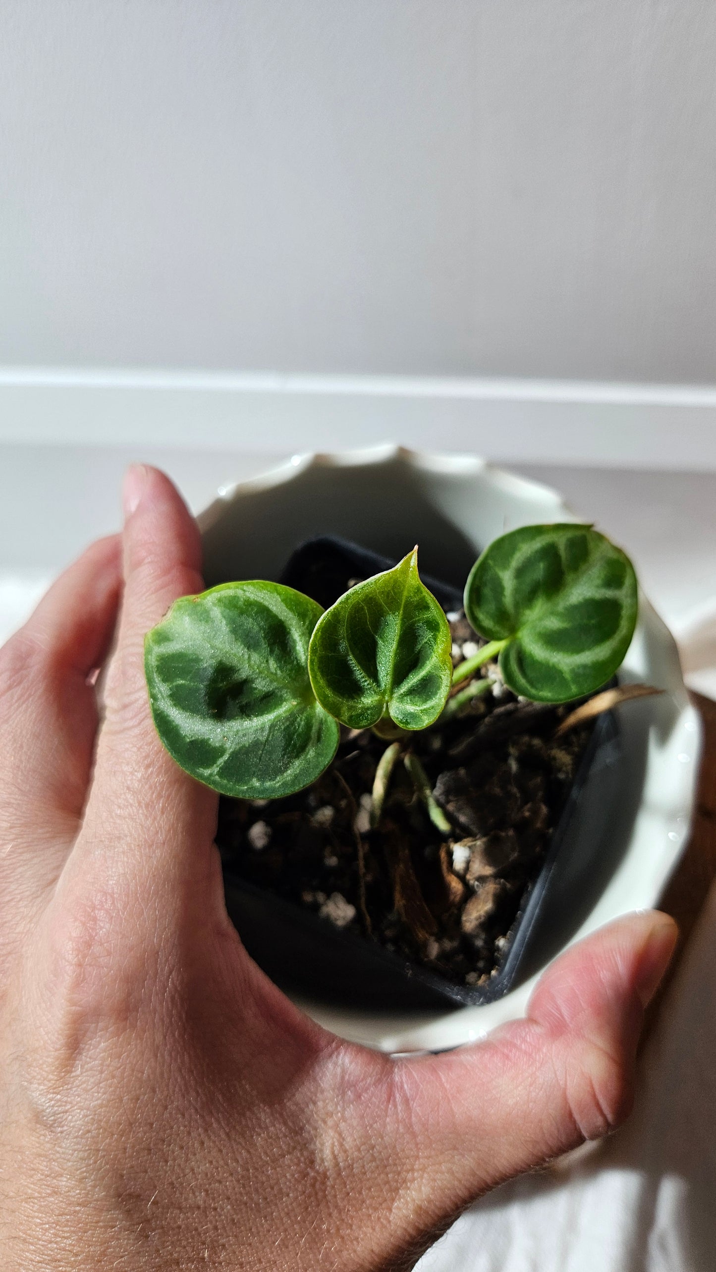 Anthurium Dorayaki Silver "format SEEDLING"( ANT-574)