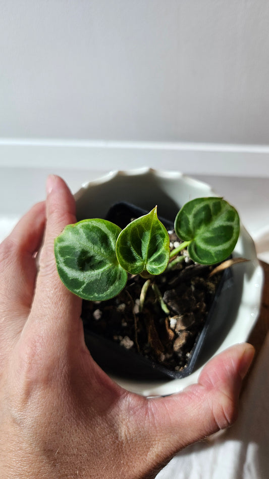 Anthurium Dorayaki Silver "format SEEDLING"( ANT-574)