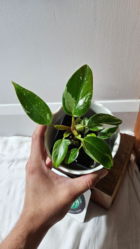 Philodendron White Princess (PHI-883)