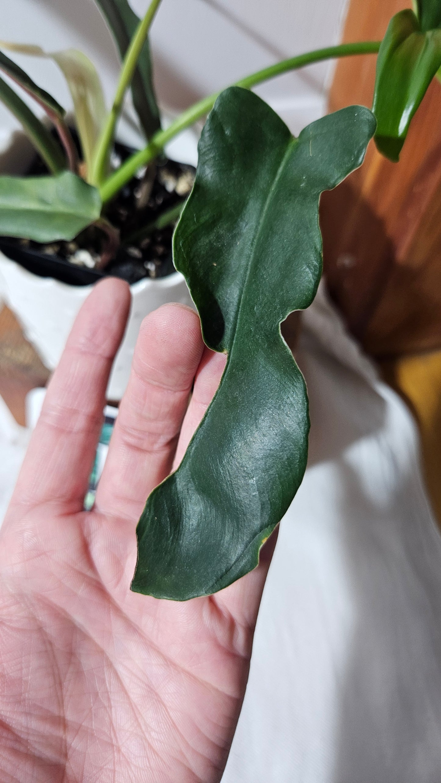 Philodendron Lavinia /(Paloraense cf X Tortum) (PHI-934)