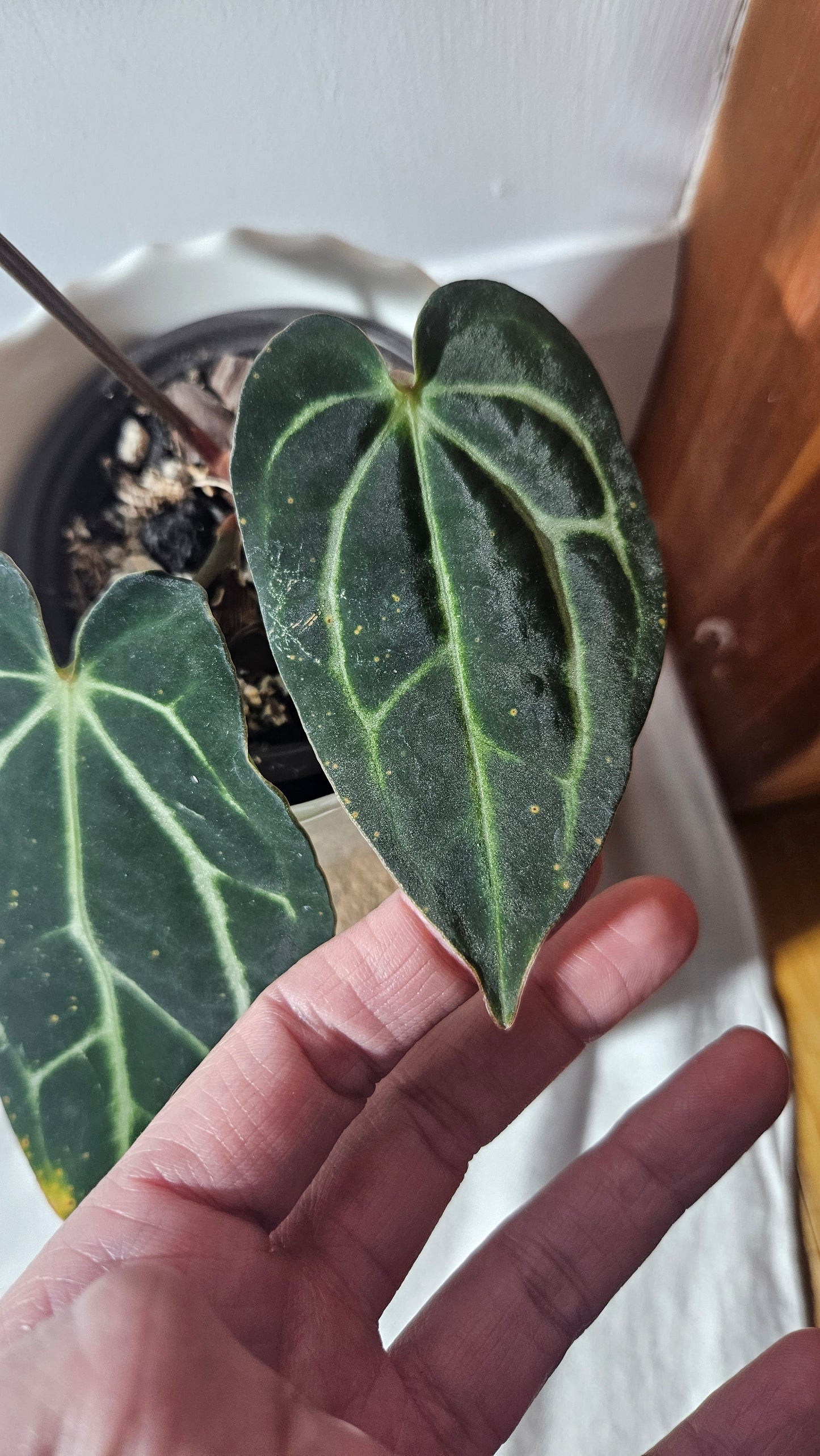 Anthurium  Carlablackiae (d'équateur) "format MOYEN" (ANT-392)