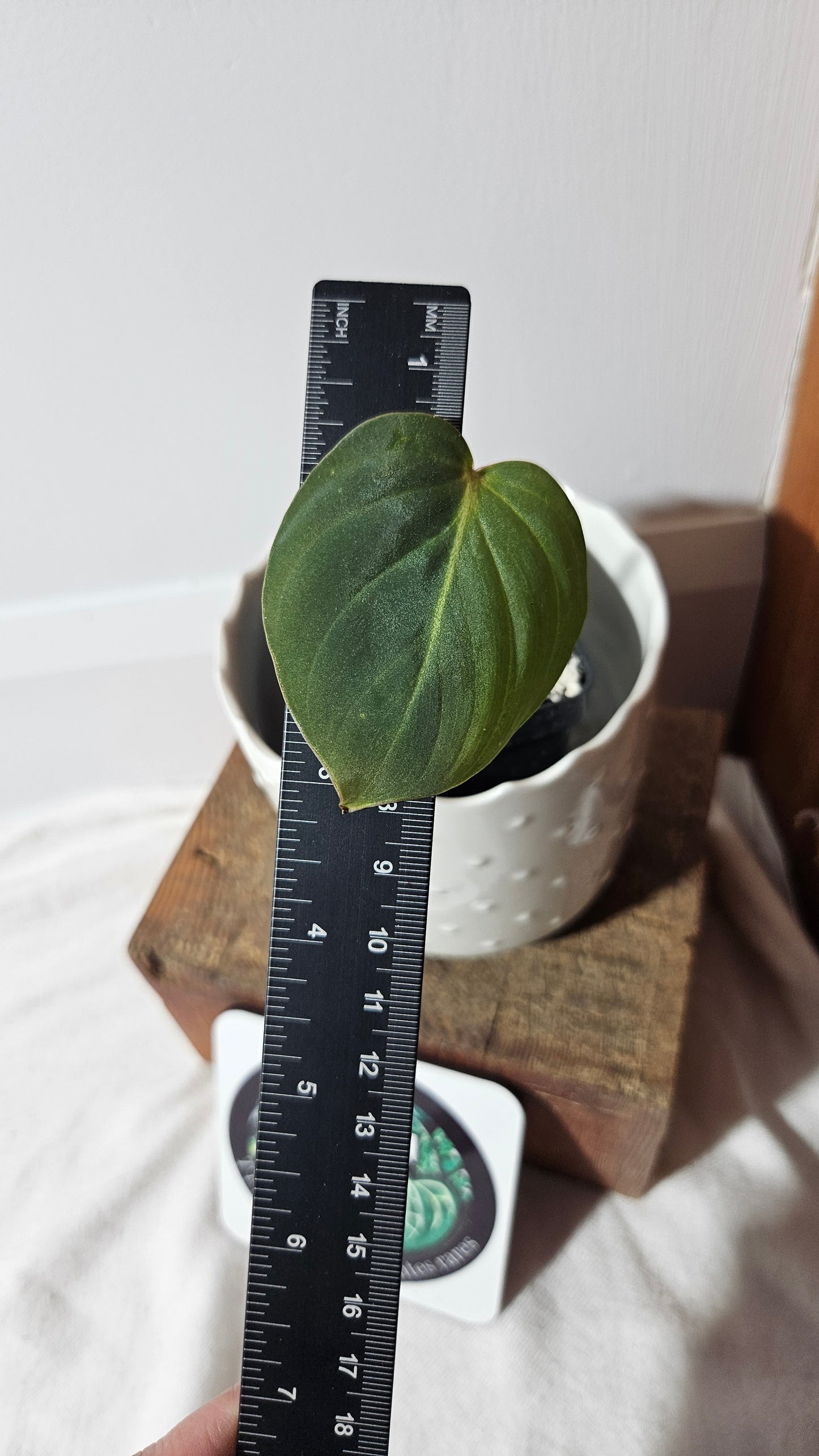 Philodendron Gloriosum (PHI-752)