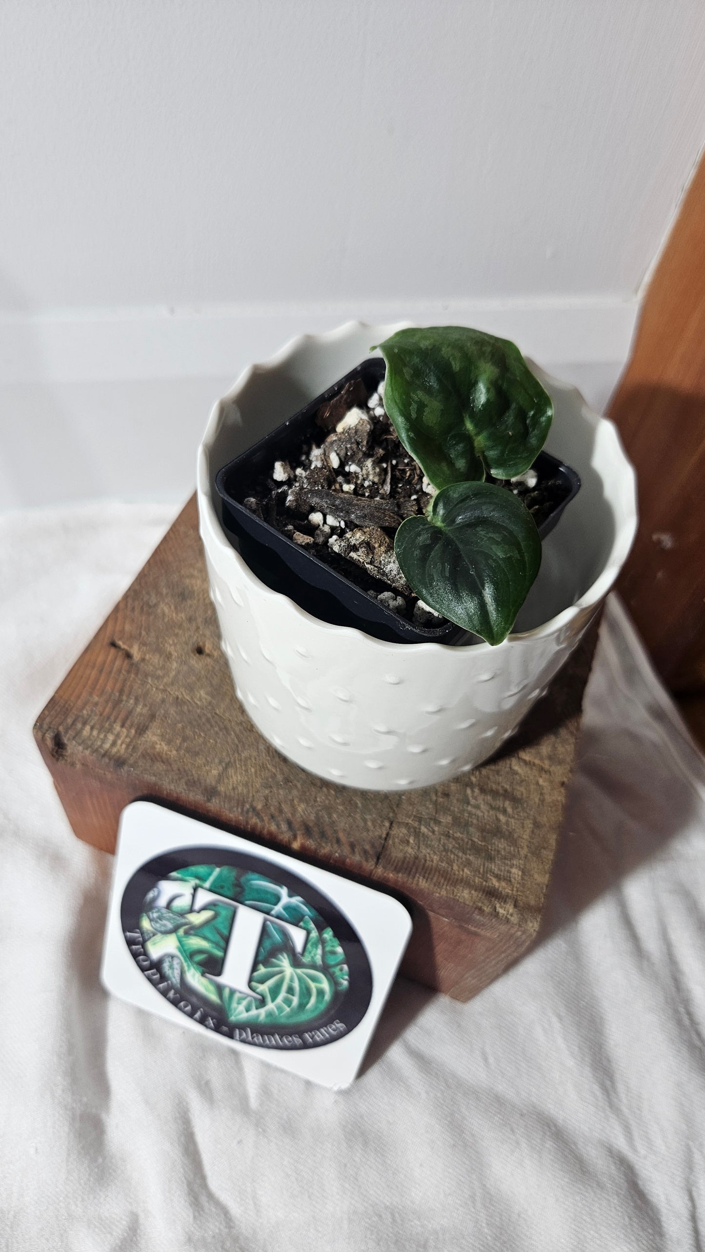 Scindapsus Dark Cloud (SCI-969)