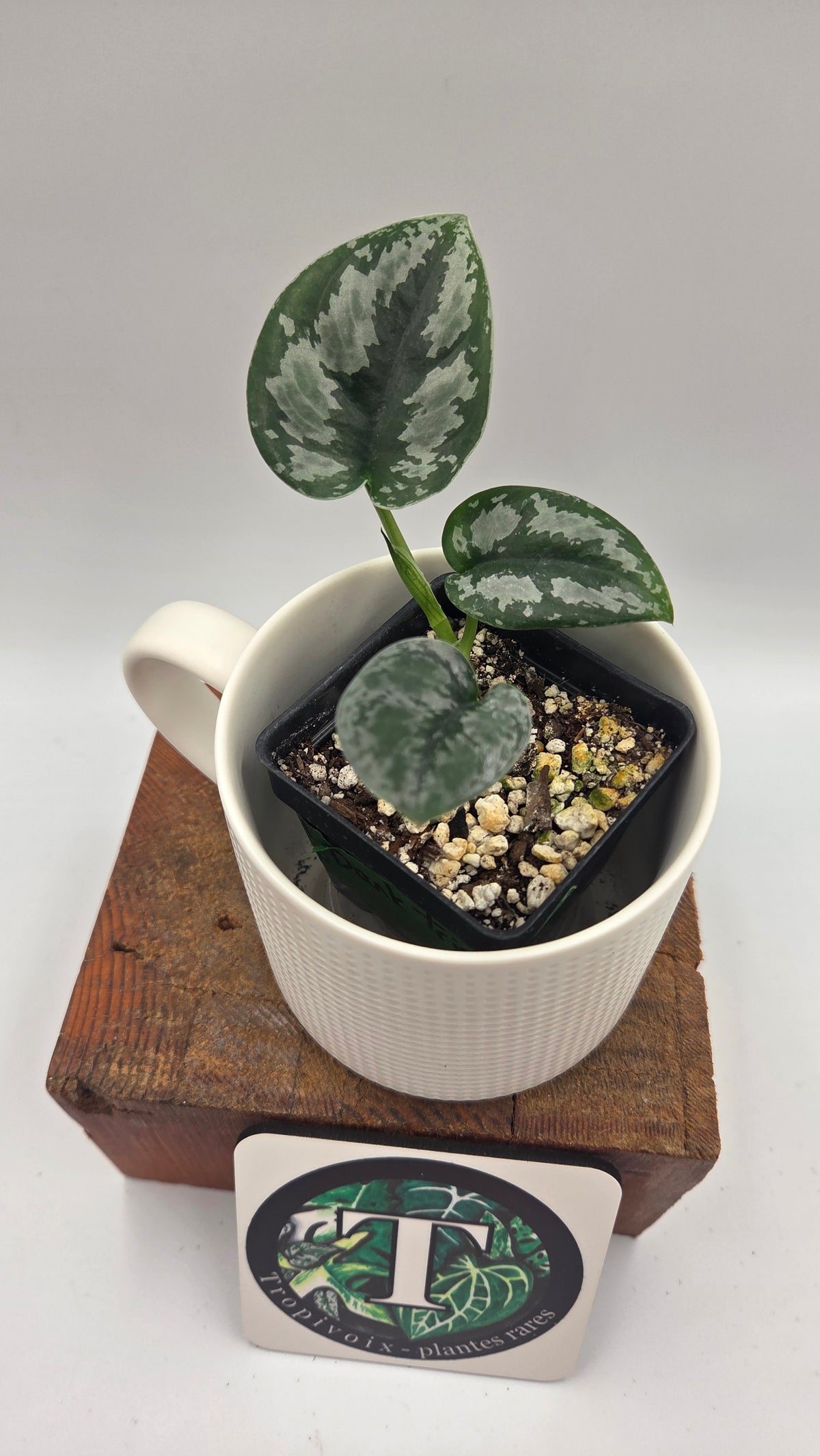 Scindapsus Dark Tricolore (SCI-1221)