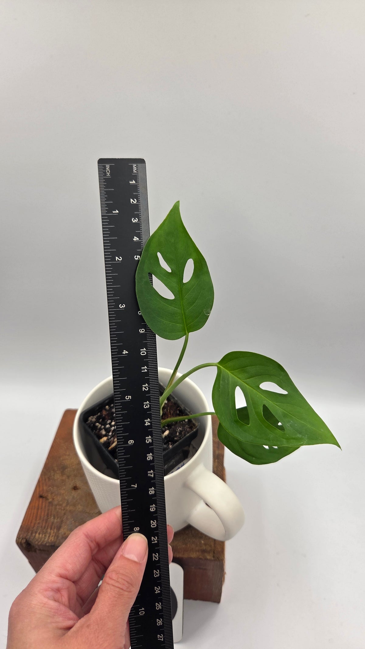 Monstera Obliqua Aff Indanza (MON-355)