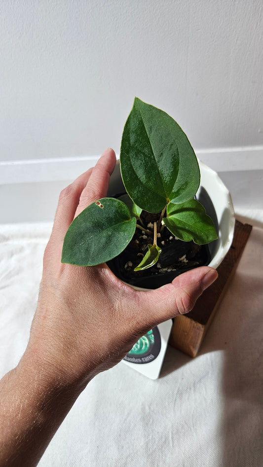 Anthurium  Papillilaminum X Warocqueanum "format PETIT" (ANT-429)