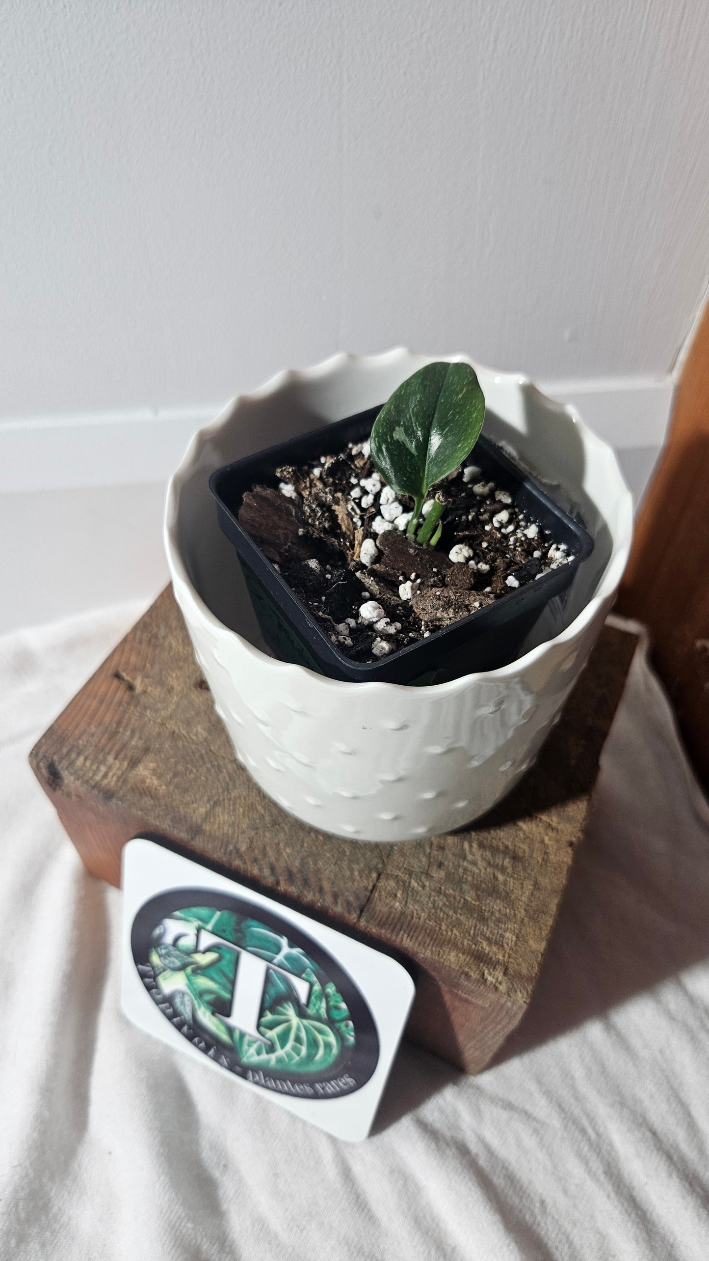 Scindapsus Treubii Galaxy (SCI-935)