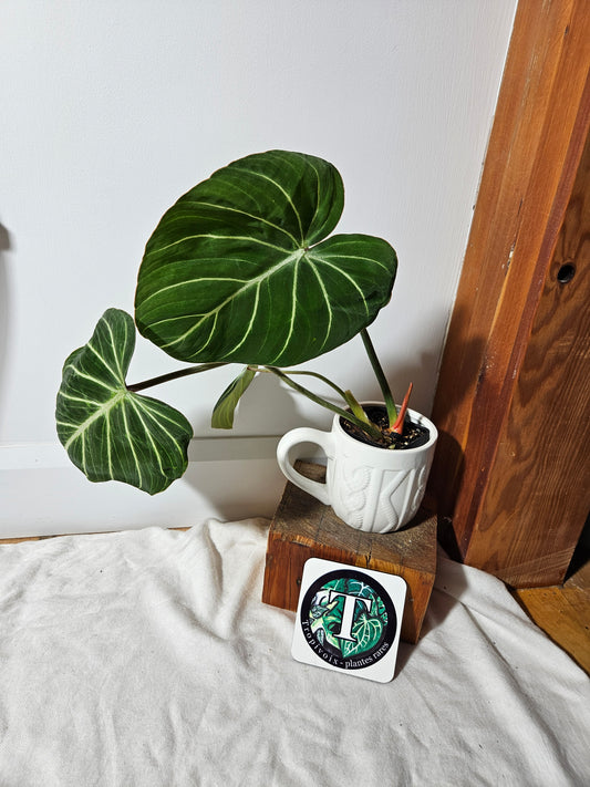 Philodendron Gloriosum Pink (PHI-408)