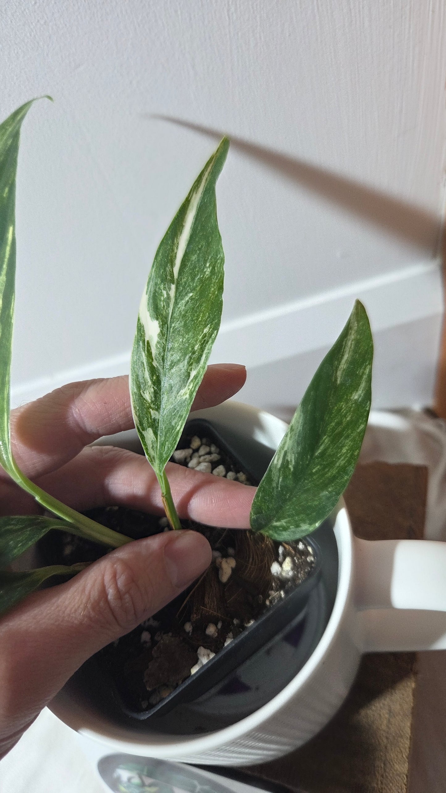 Rhaphidophora Megasperma Variegata (AUT-085)