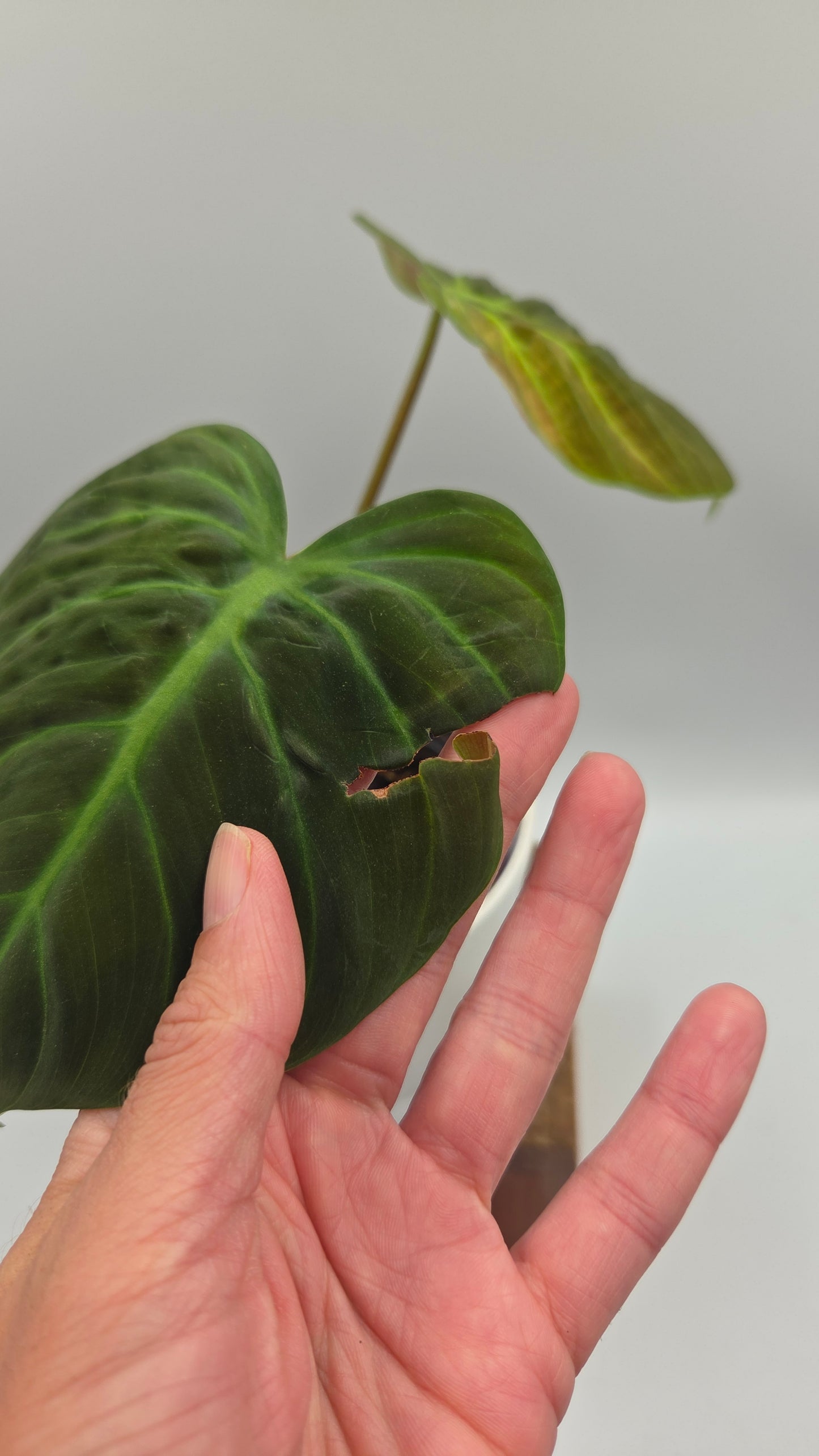 Philodendron Luxurians Choco Red (PHI-750)