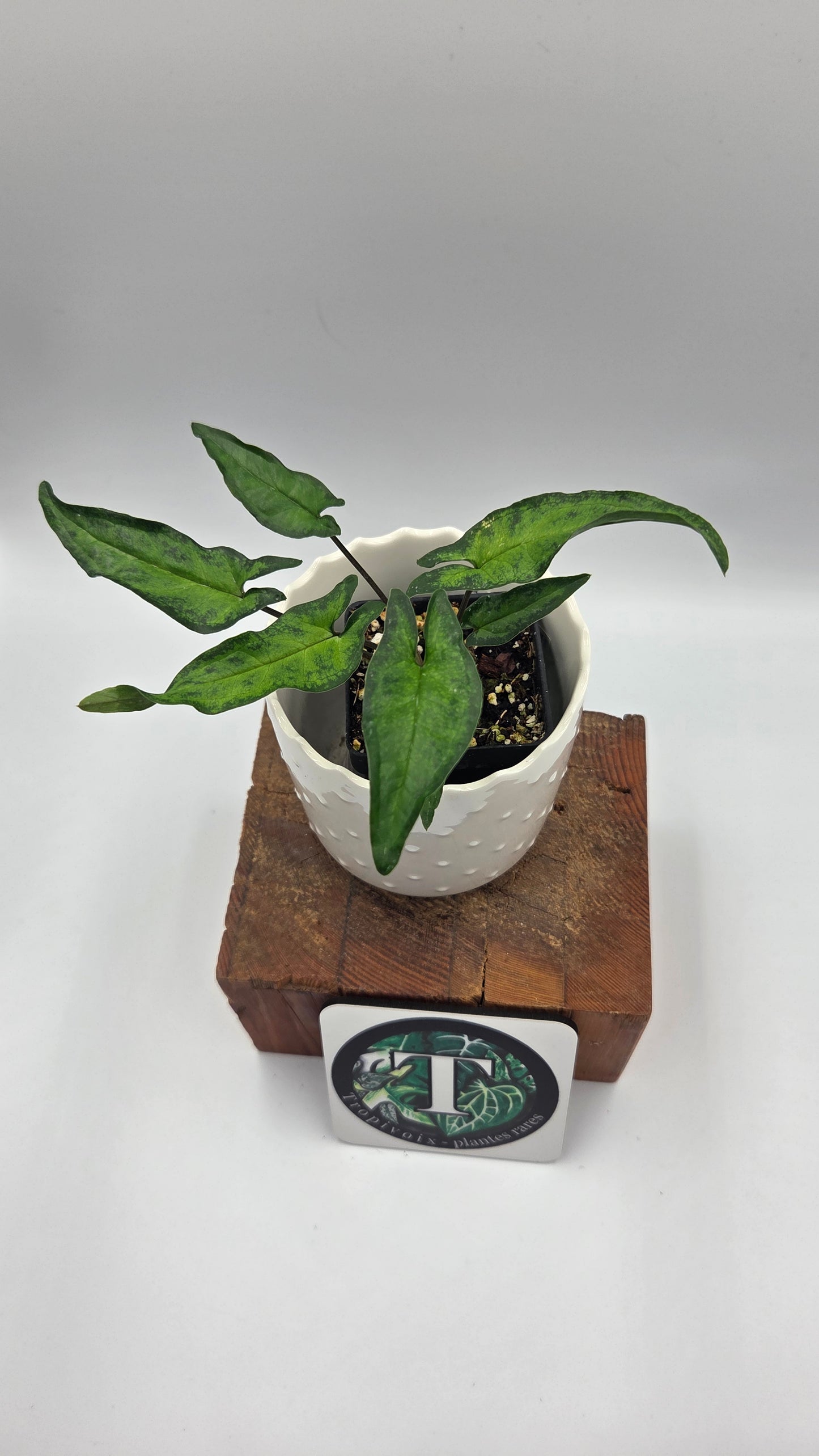 Syngonium Angustatum Albo REVERT (SYN-510)