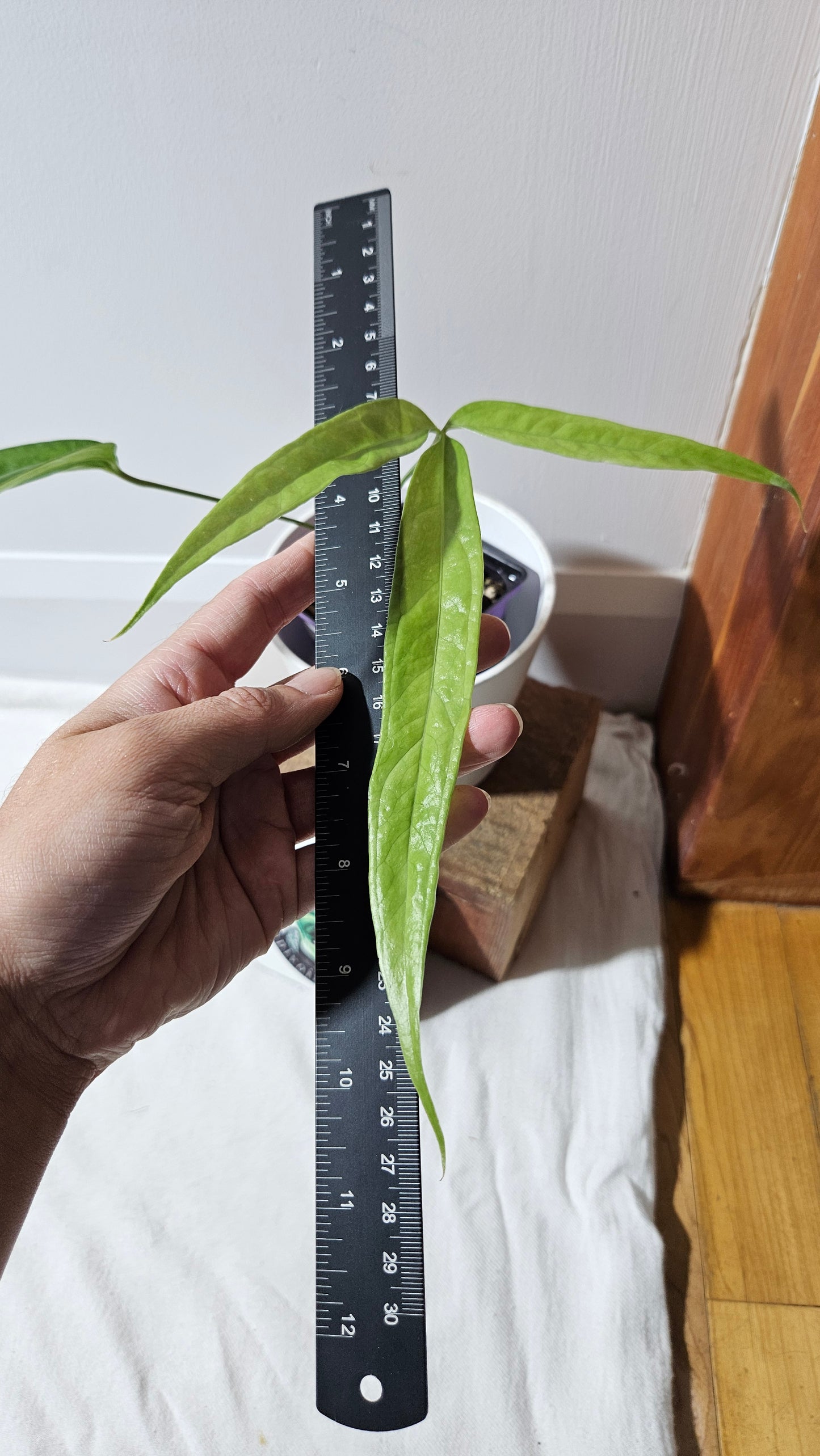 Anthurium Polydactylum "format MOYEN" (ANT-148)