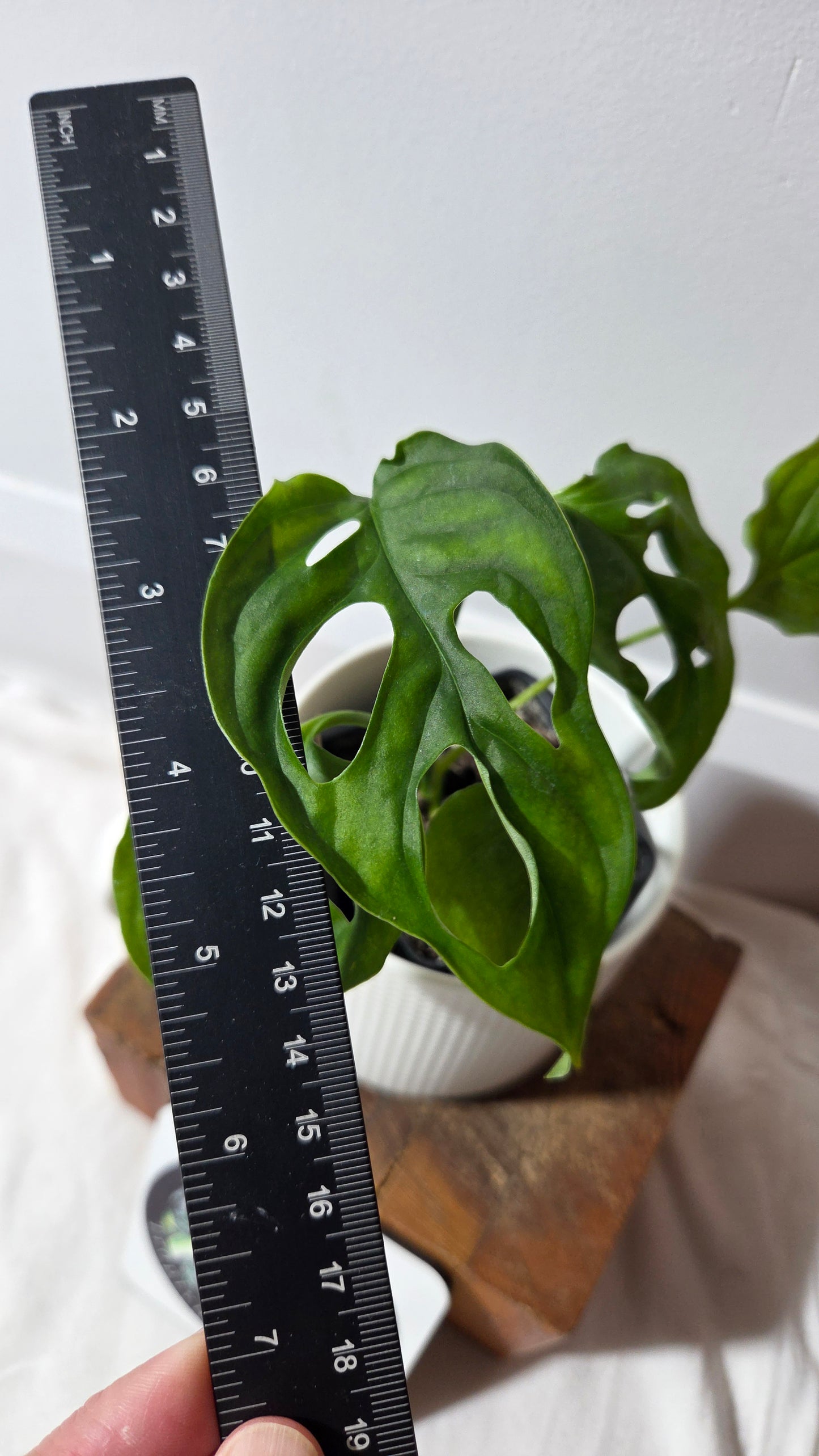 Monstera Obliqua Aff Cuyabeno (MON-504)