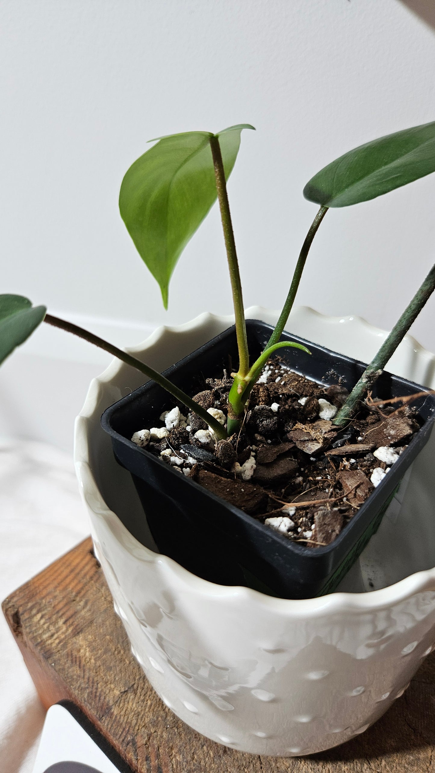 Philodendron Florida Beauty REVERT(PHI-580)