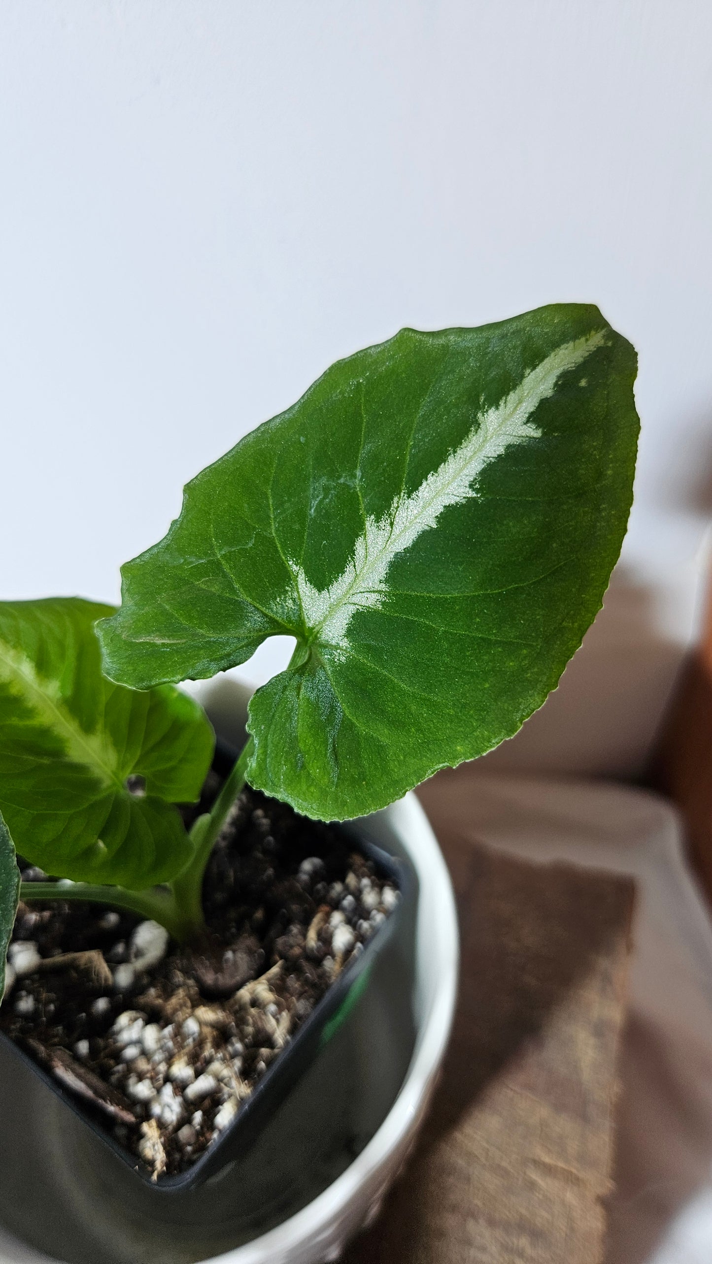 Syngonium Wendlandii "Southern Star"(SYN-317)