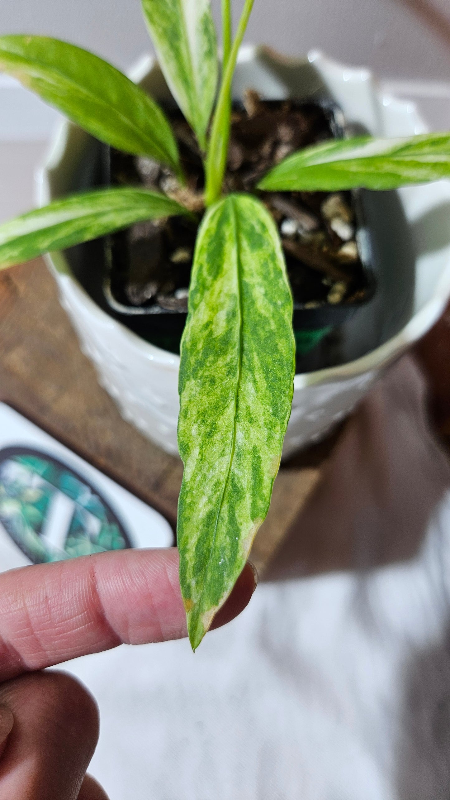 Anthurium Vittarifolium Variegata "format PETIT"(ANT-443)