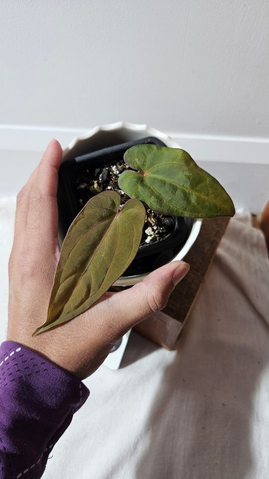 Anthurium Dressleri Pink "SMALL format" (ANT-217)