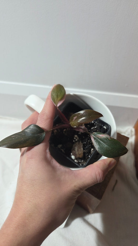 Philodendron Black Cherry (PHI-986)