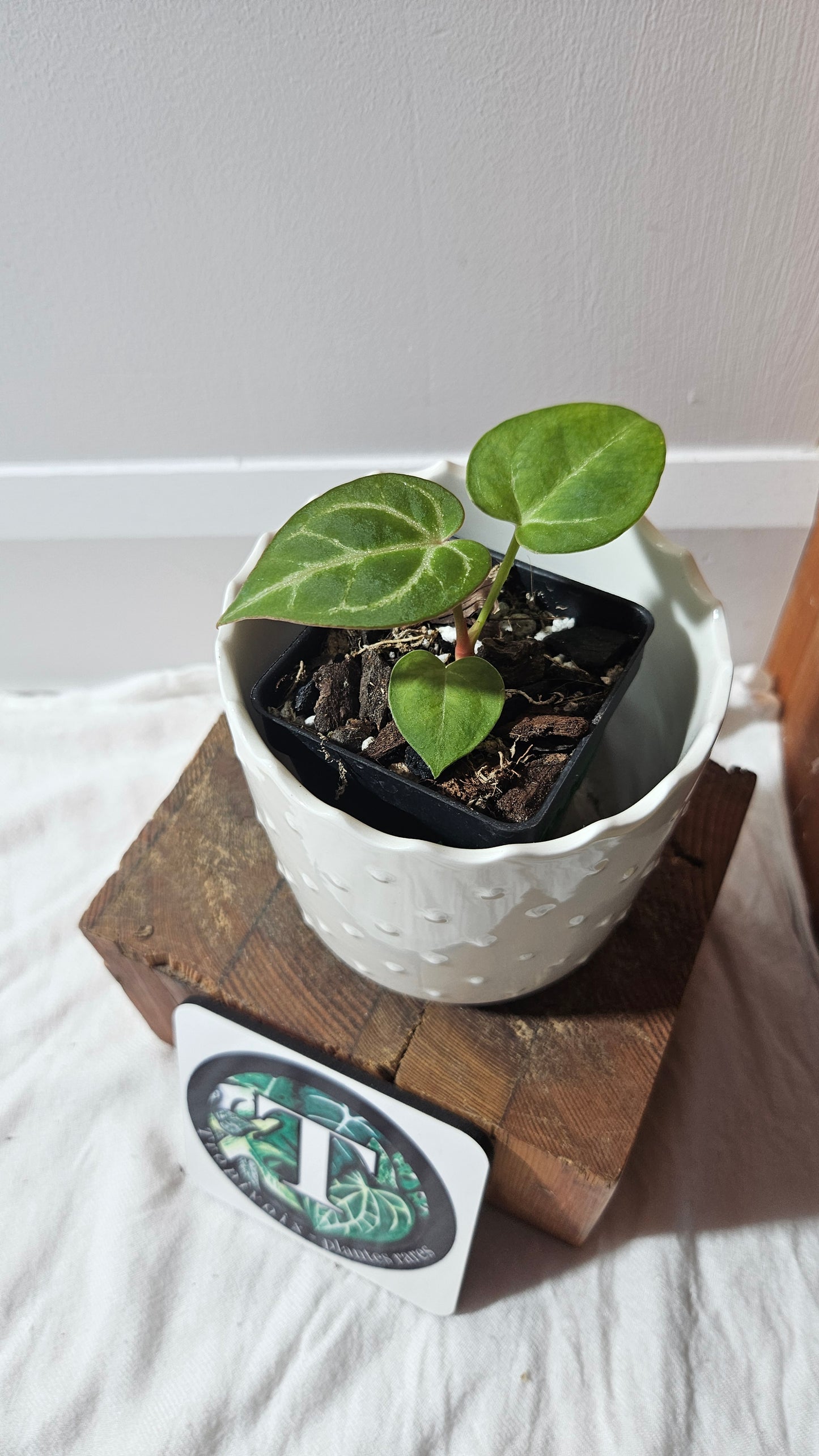 Anthurium Hoffmanii "format SEEDLING" (ANT-586)