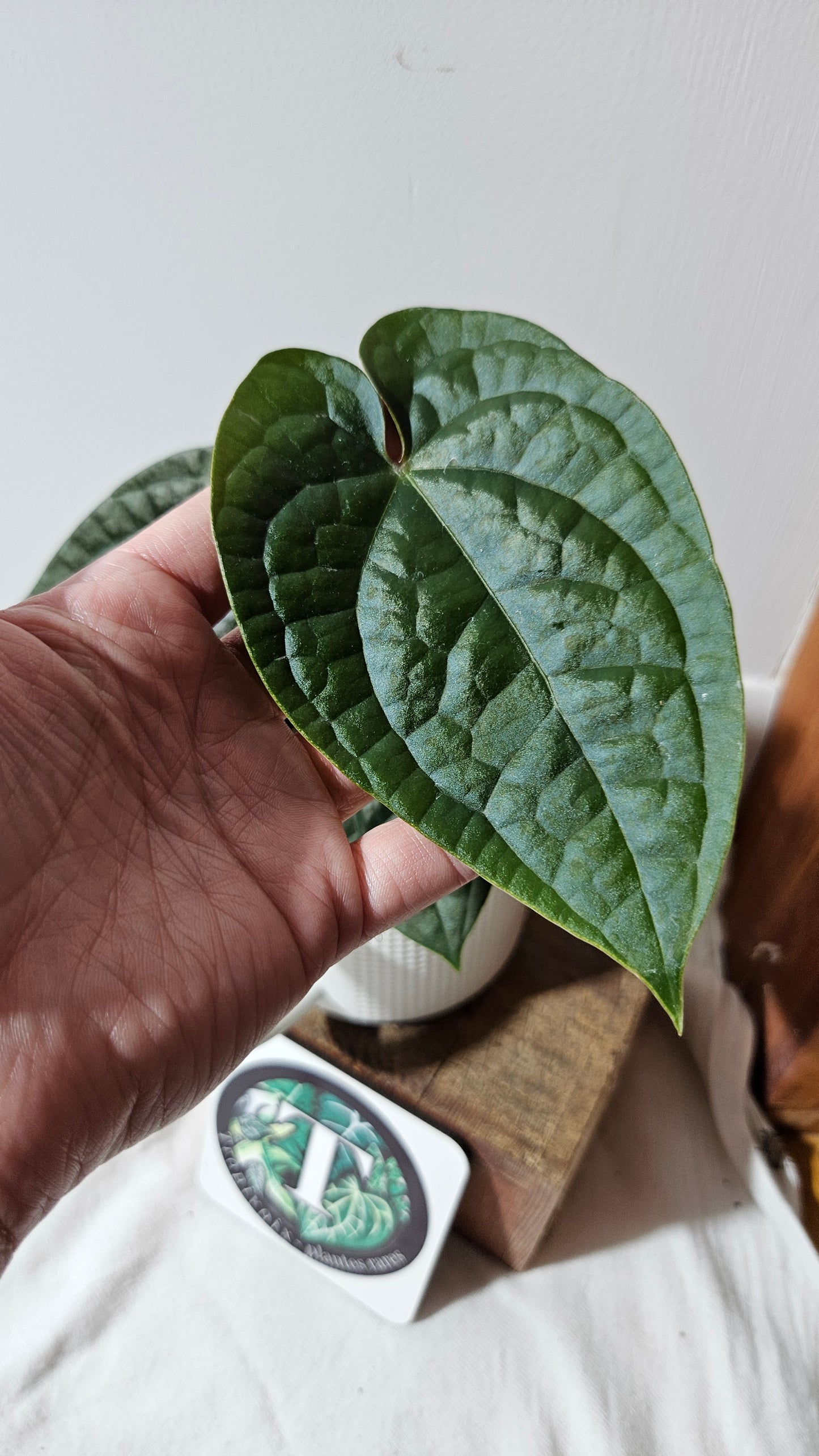 Anthurium Magnificum X AOS X Luxurians "format MOYEN" (ANT-636)