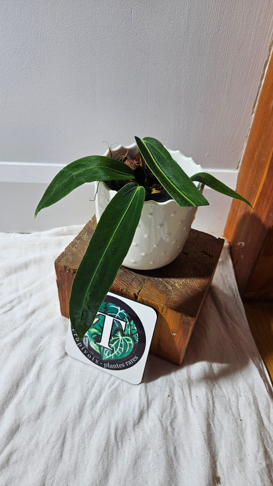 Anthurium Warocqueanum Dark "format MOYEN"(ANT-602)