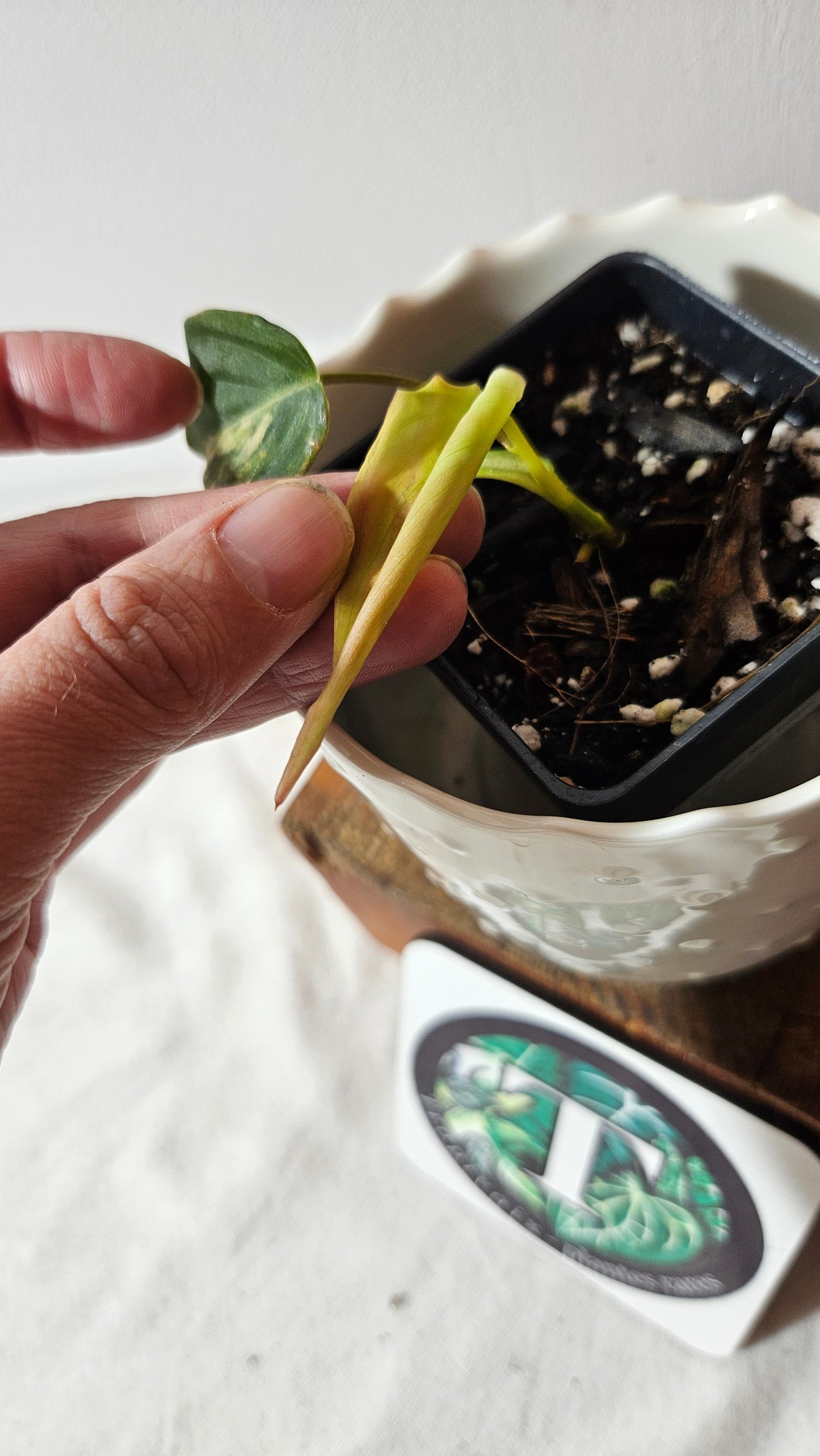 Philodendron Mican Variegata (PHI-789)