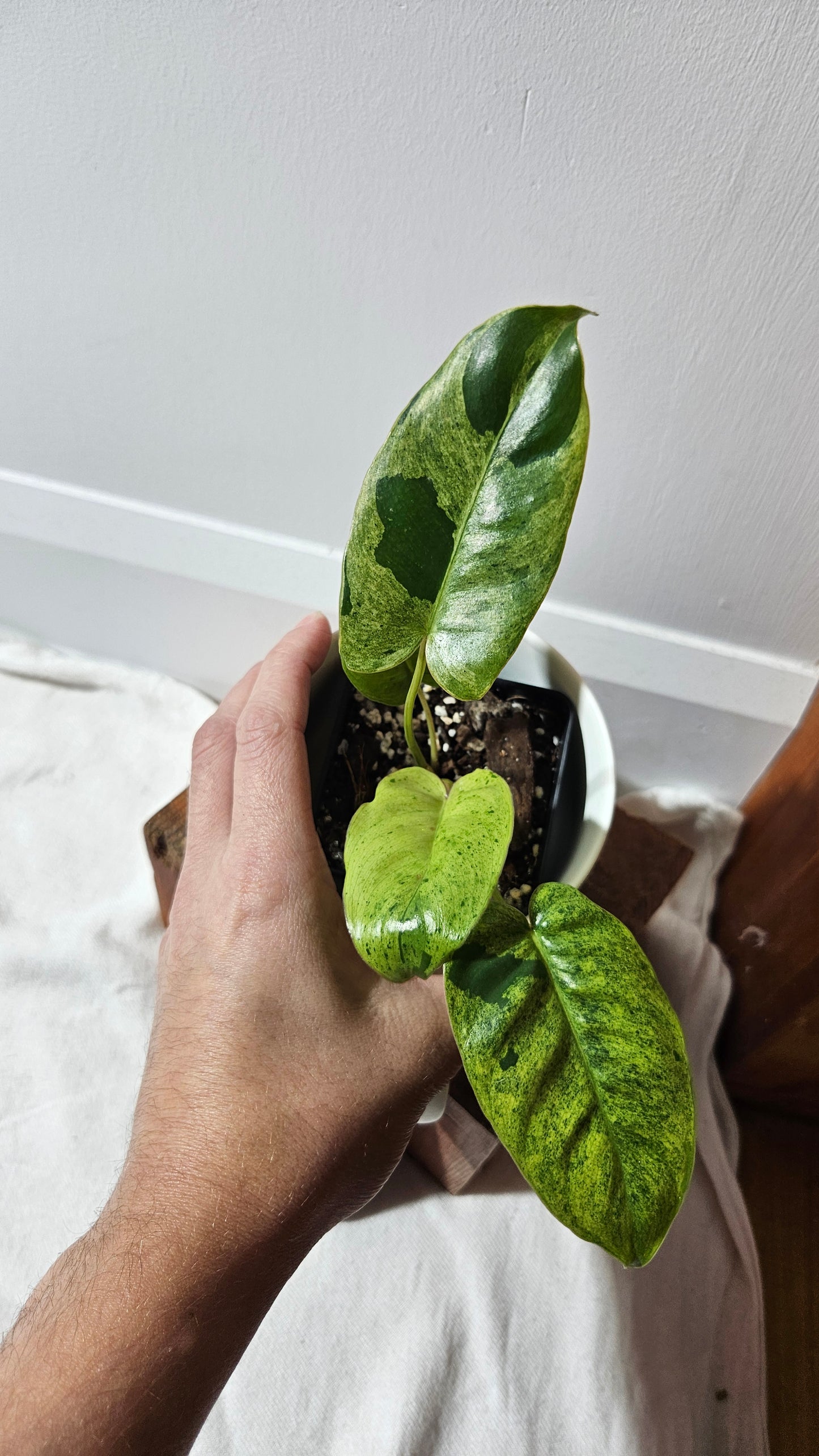 Philodendron BurleMarx Variegata  X Paraiso Verde (PHI-948)