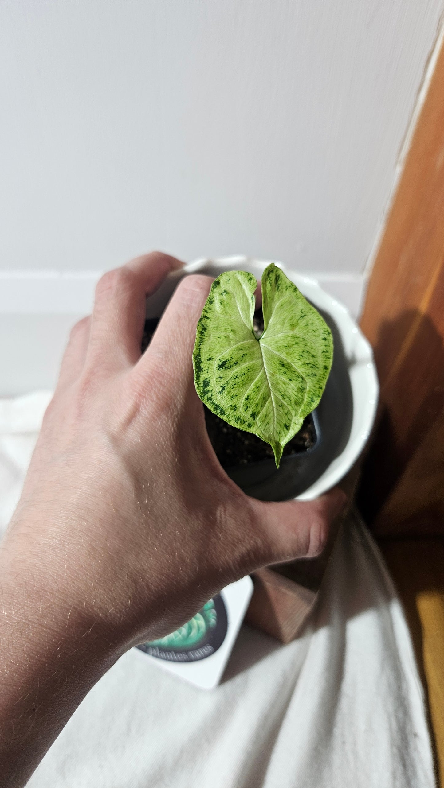 Syngonium Batik (SYN-105)