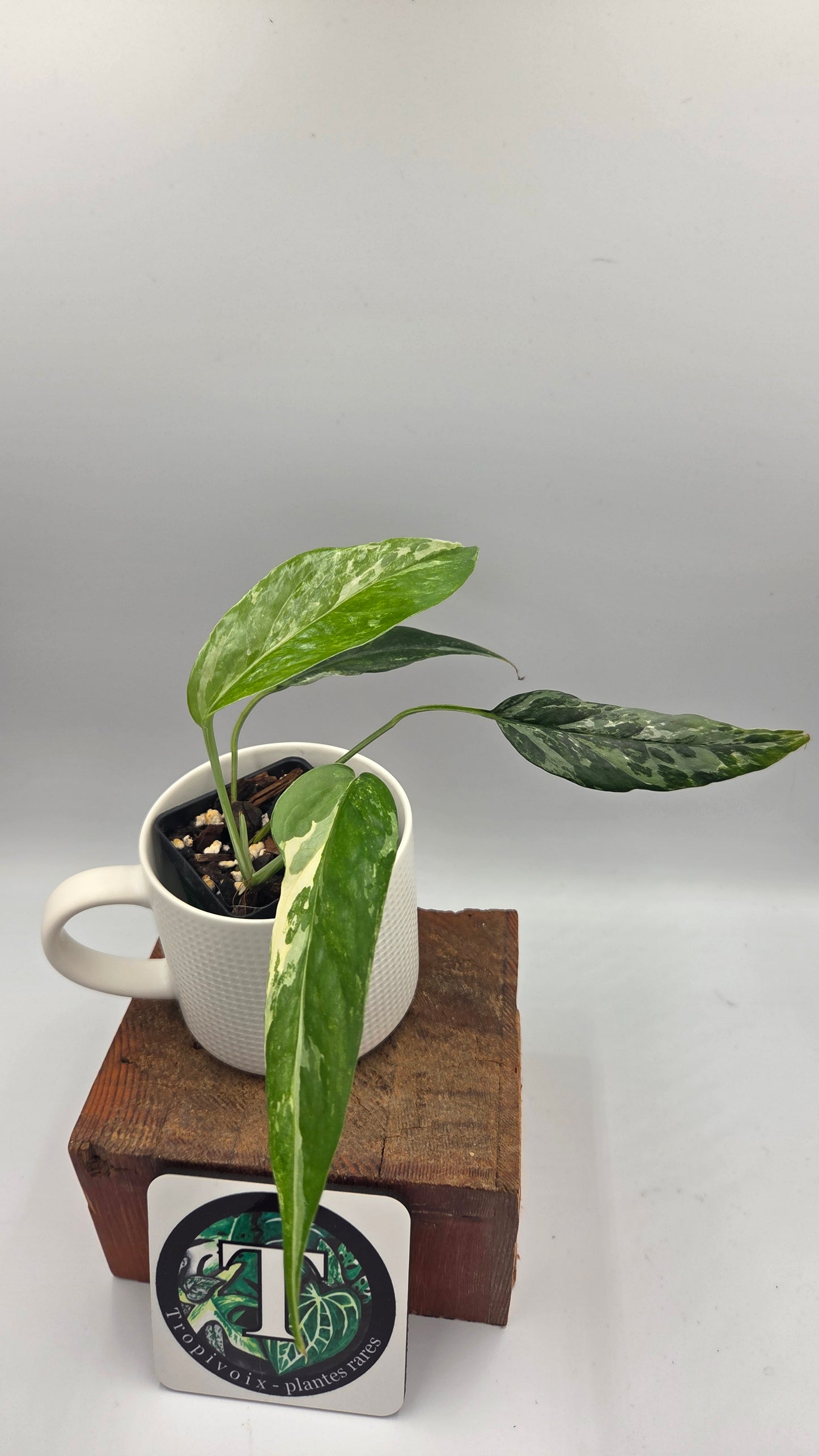 Epipremnum pinnatum Albo (EPI-249)