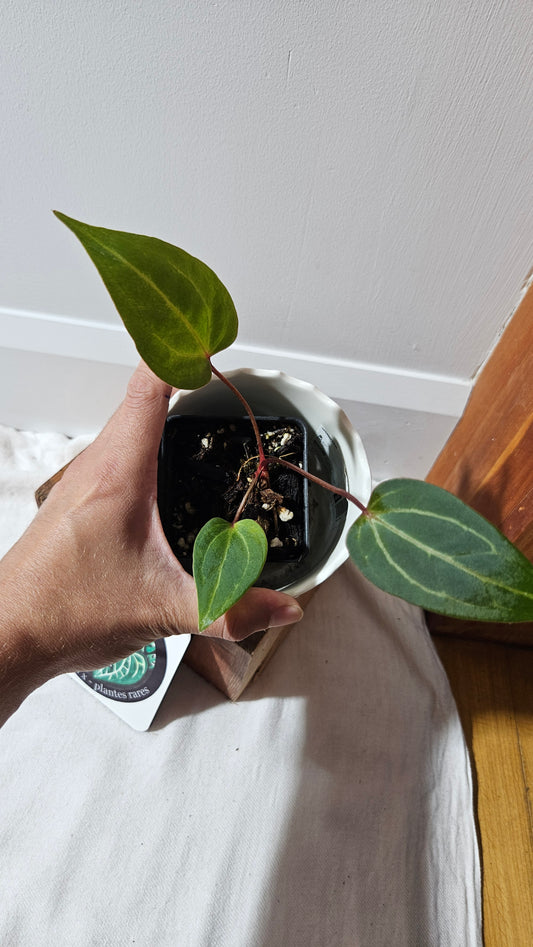 Anthurium Red Stem  "format PETIT" (ANT-513)