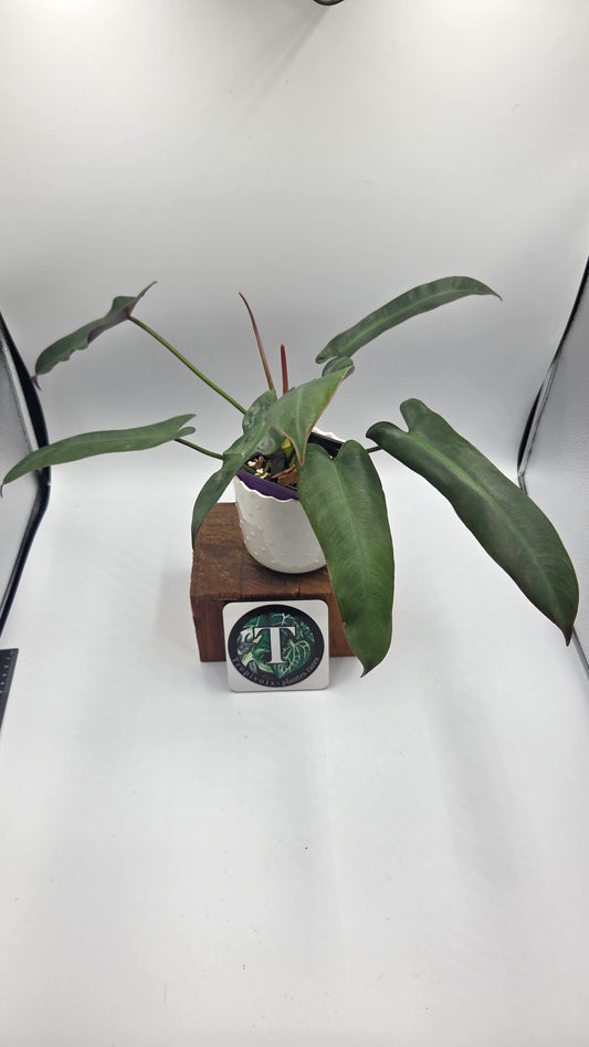 Philodendron Atabenpoense (PHI-1036)