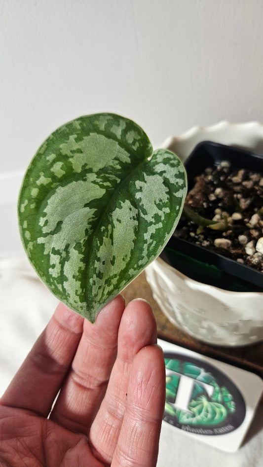 Scindapsus Silver Queen (SCI-950)