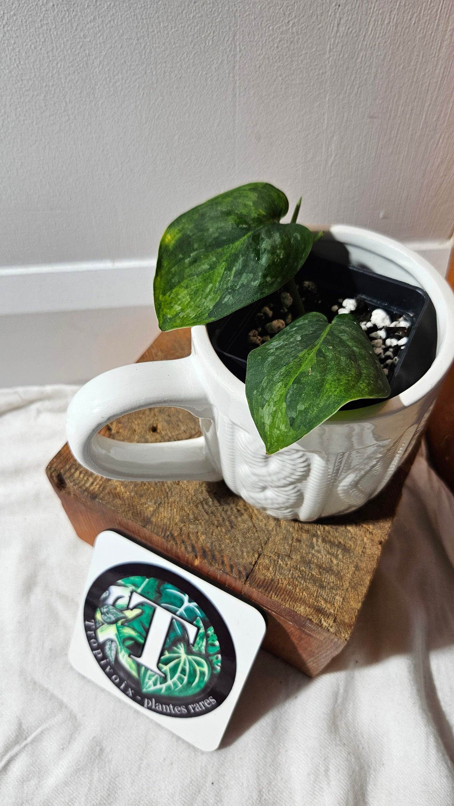 Scindapsus Green Dragon Variegata (SCI-1172)