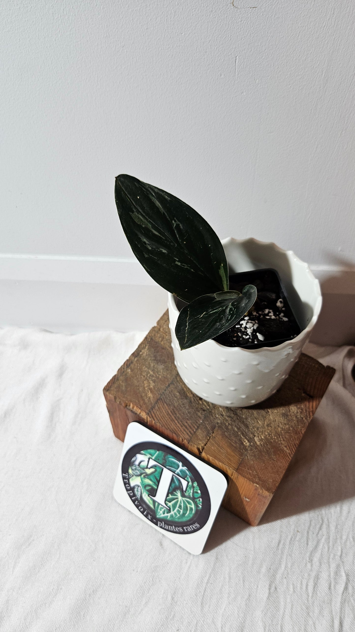 Scindapsus Treubii Dark Form silver (SCI-1013)