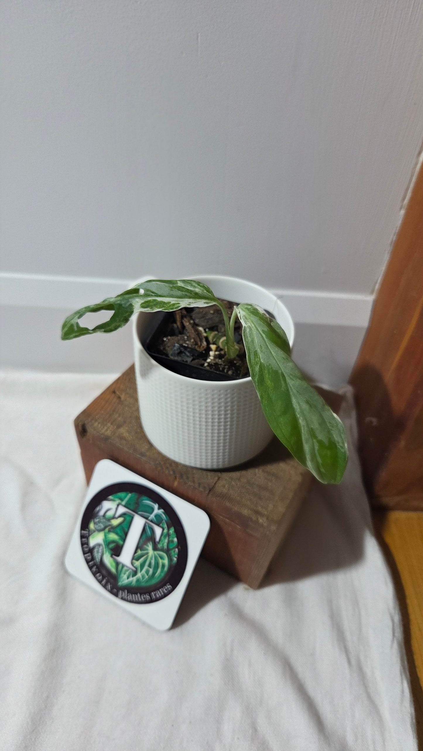 Monstera Andasonii Mint/Indo (MON-498)